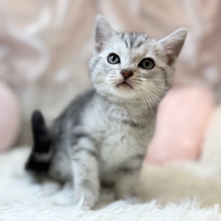 兵庫県のアメリカンショートヘアー (犬の家＆猫の里カナート西神戸店/2026年2月15日生まれ/女の子/シルバータビー)の子猫の2枚目の画像