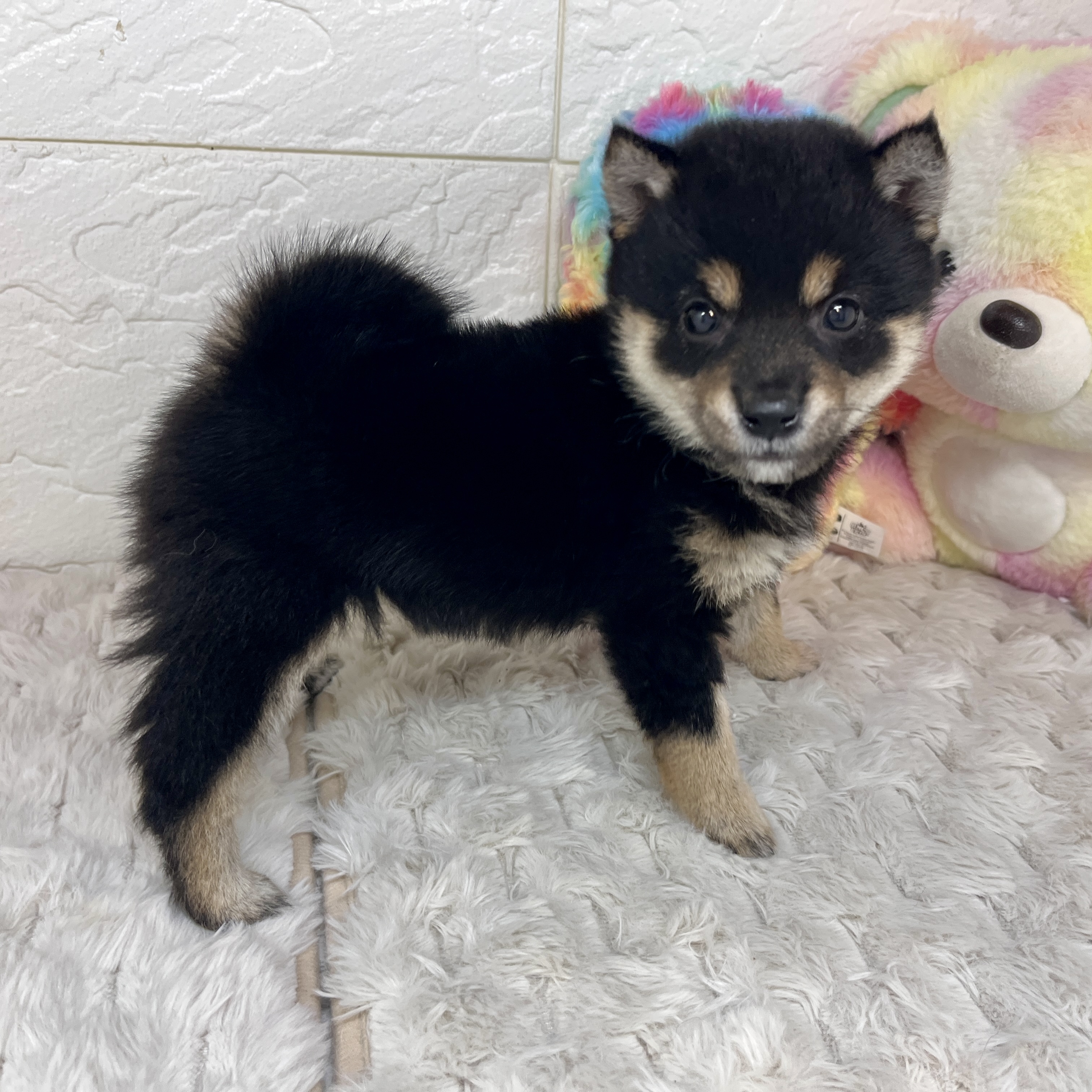 兵庫県の豆柴 (犬の家＆猫の里ゆめタウン姫路店/2026年2月14日生まれ/女の子/黒)の子犬の2枚目の画像