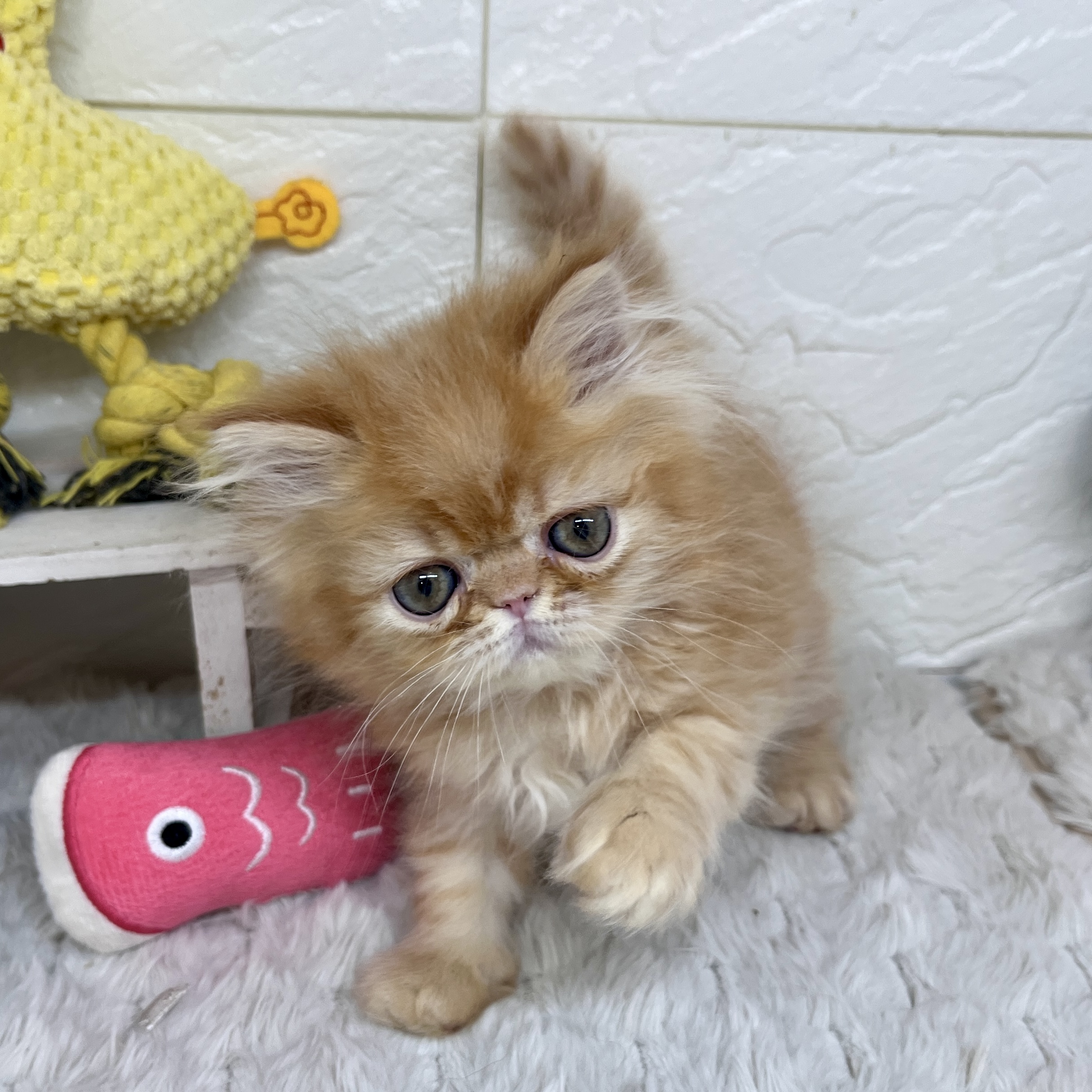 兵庫県のエキゾチック (犬の家＆猫の里ゆめタウン姫路店/2026年2月15日生まれ/男の子/レッドタビー)の子猫の2枚目の画像