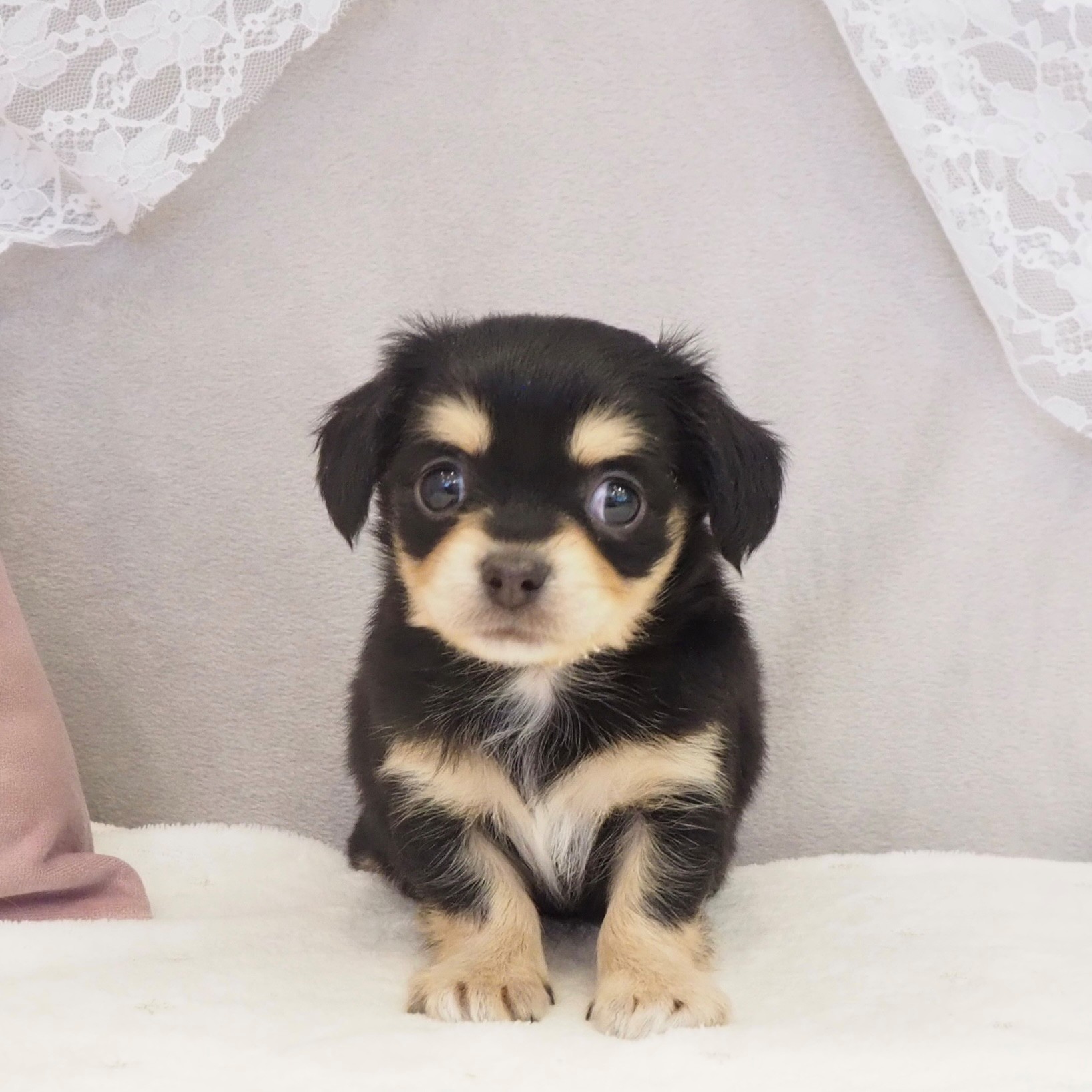 大阪府のチワックス(チワワ×ダックス) (犬の家＆猫の里もりのみやキューズモールBASE店/2026年2月14日生まれ/女の子/ブラックタン)の子犬の1枚目の画像