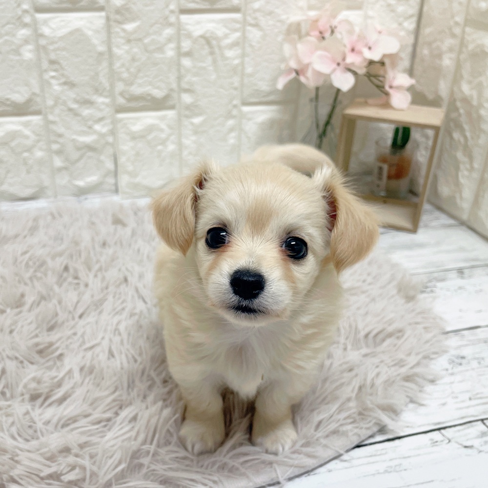 岡山県のチワックス(チワワ×ダックス) (犬の家＆猫の里岡山店/2026年2月15日生まれ/女の子/クリーム)の子犬の2枚目の画像