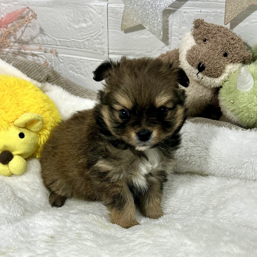 兵庫県のポメチワ/チワポメ/ポメチー(ポメラニアン×チワワ) (犬の家＆猫の里ニッケパークタウン加古川店/2026年2月15日生まれ/男の子/フォーン)の子犬の1枚目の画像