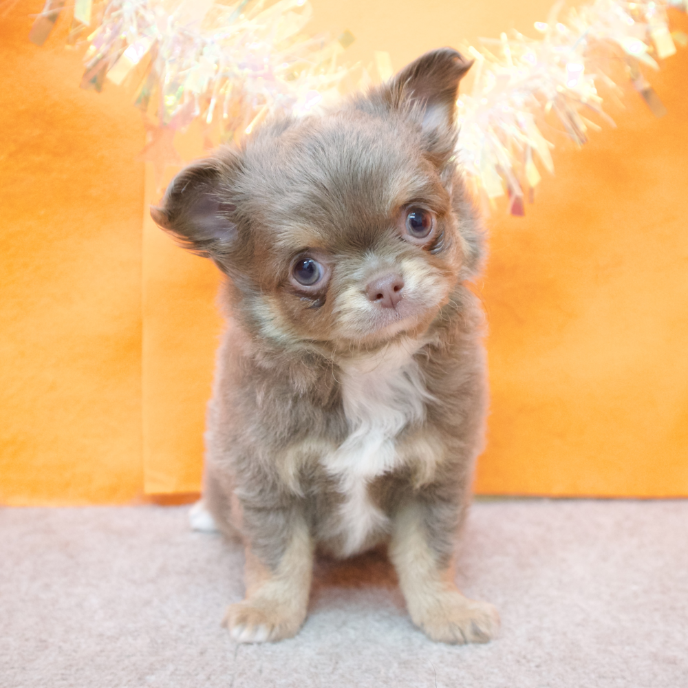 大阪府のチワワ(ロング) (犬の家＆猫の里吹田店/2026年2月15日生まれ/女の子/イザベラタン)の子犬の1枚目の画像