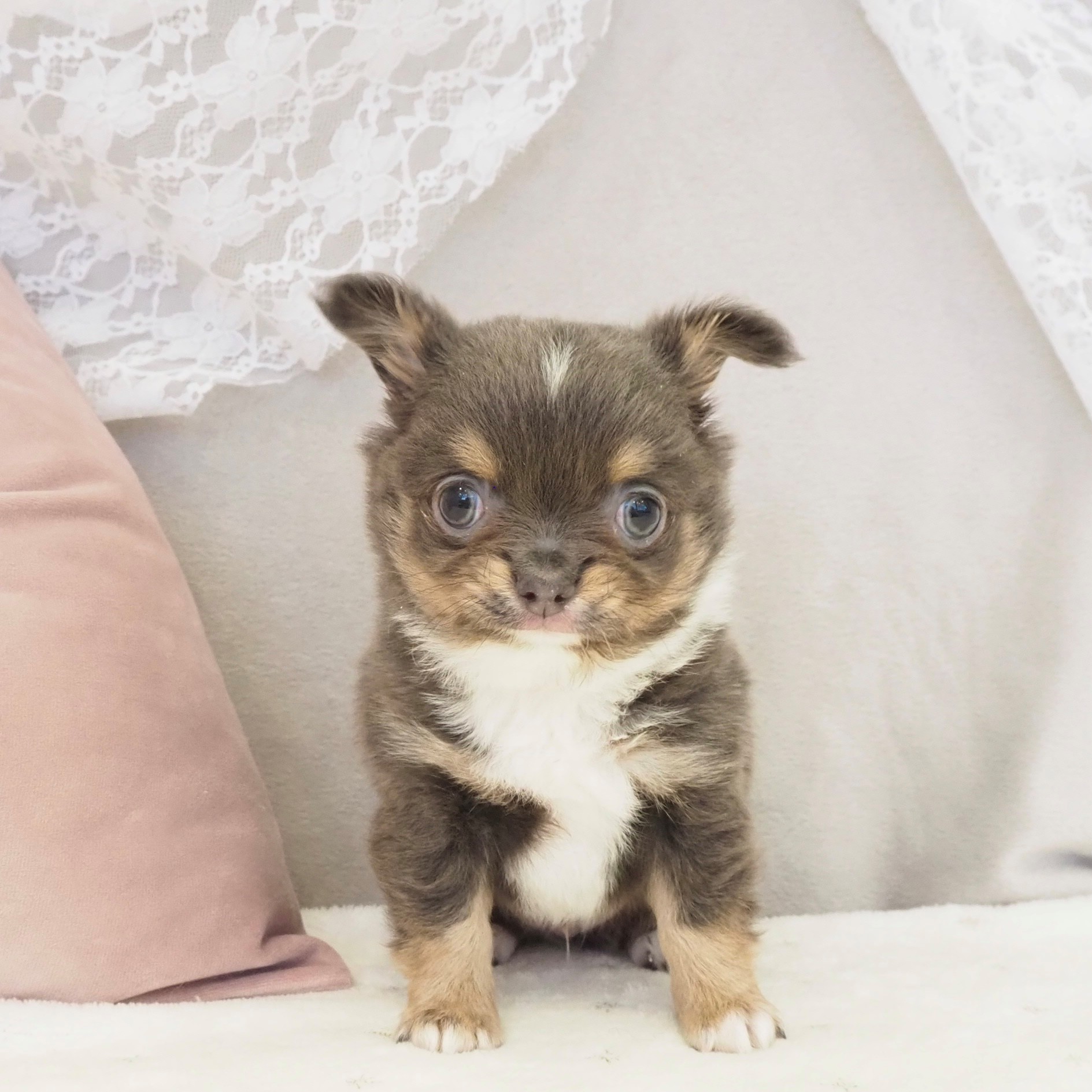 大阪府のチワワ(ロング) (犬の家＆猫の里もりのみやキューズモールBASE店/2026年2月15日生まれ/男の子/ブルータンホワイト)の子犬の1枚目の画像