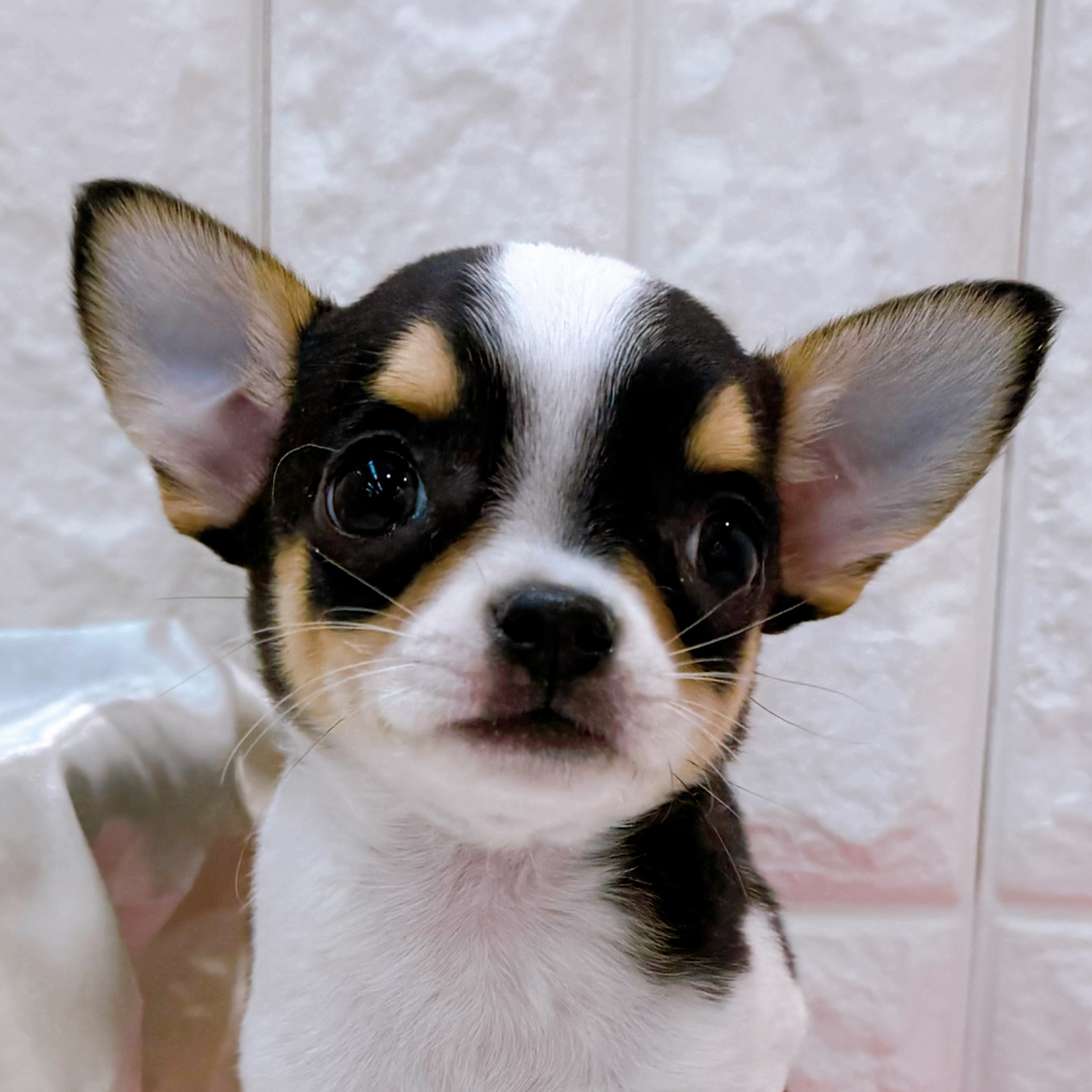 チワワ（スムース）男の子の写真