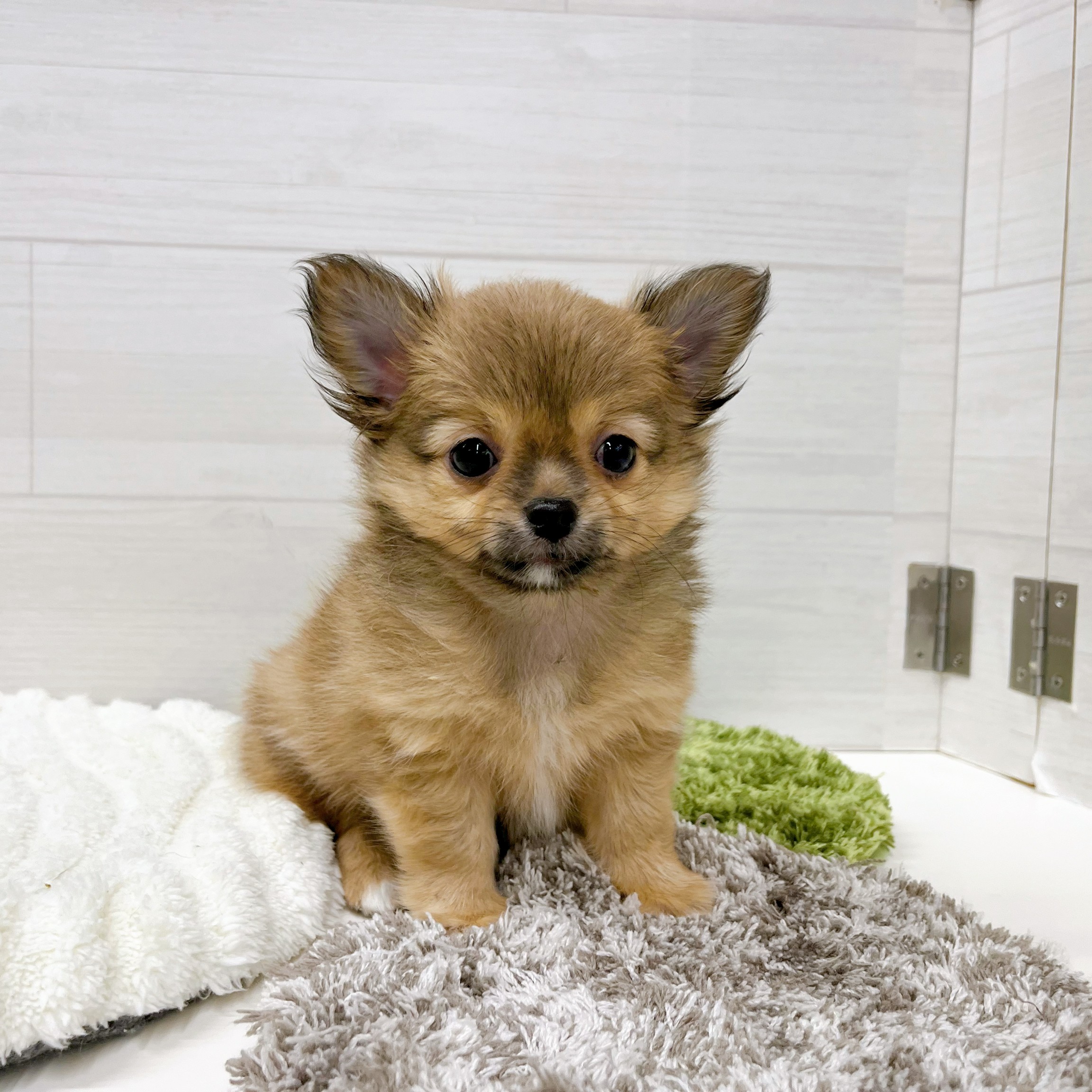 石川県のチワワ(ロング) (犬の家＆猫の里アミーゴ金沢おこばた店/2026年2月14日生まれ/男の子/レッド)の子犬の2枚目の画像