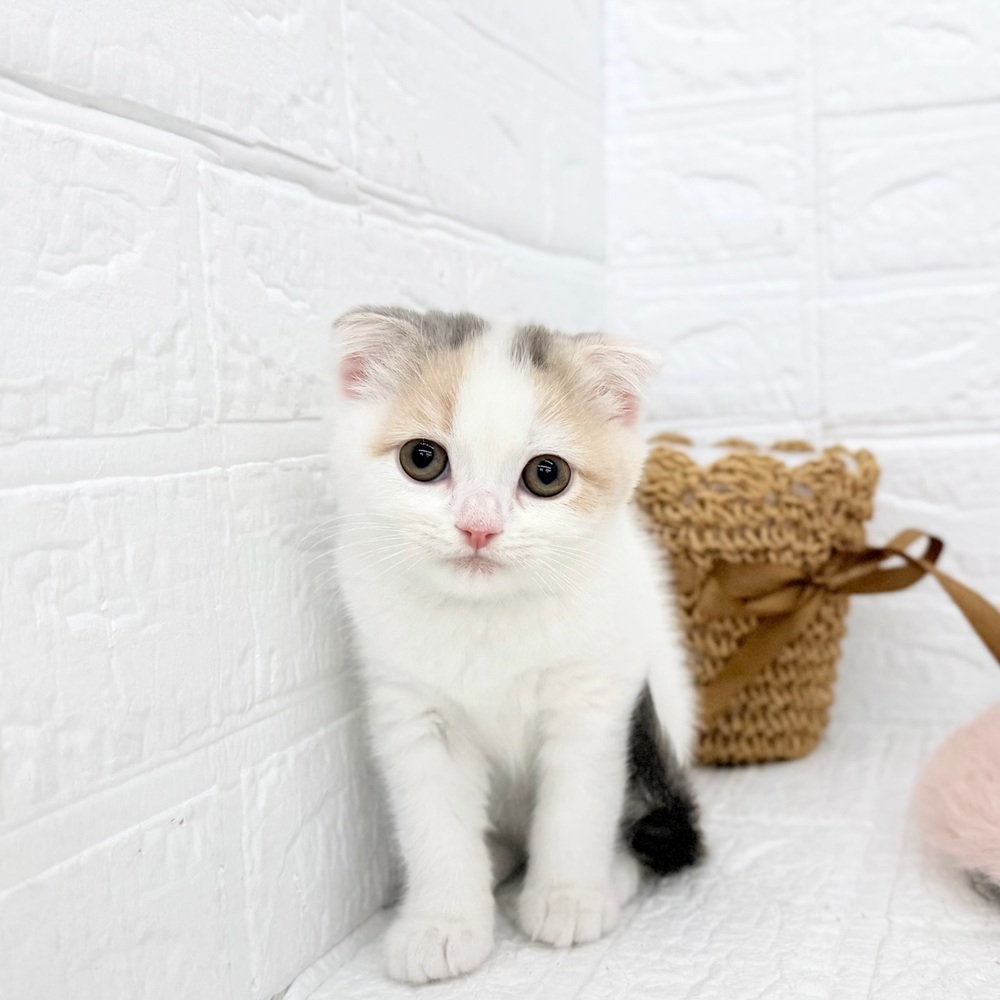 愛知県のスコティッシュフォールド (犬の家＆猫の里豊川インター店/2026年2月9日生まれ/女の子/ブルーパッチドタビーホワイト)の子猫の1枚目の画像