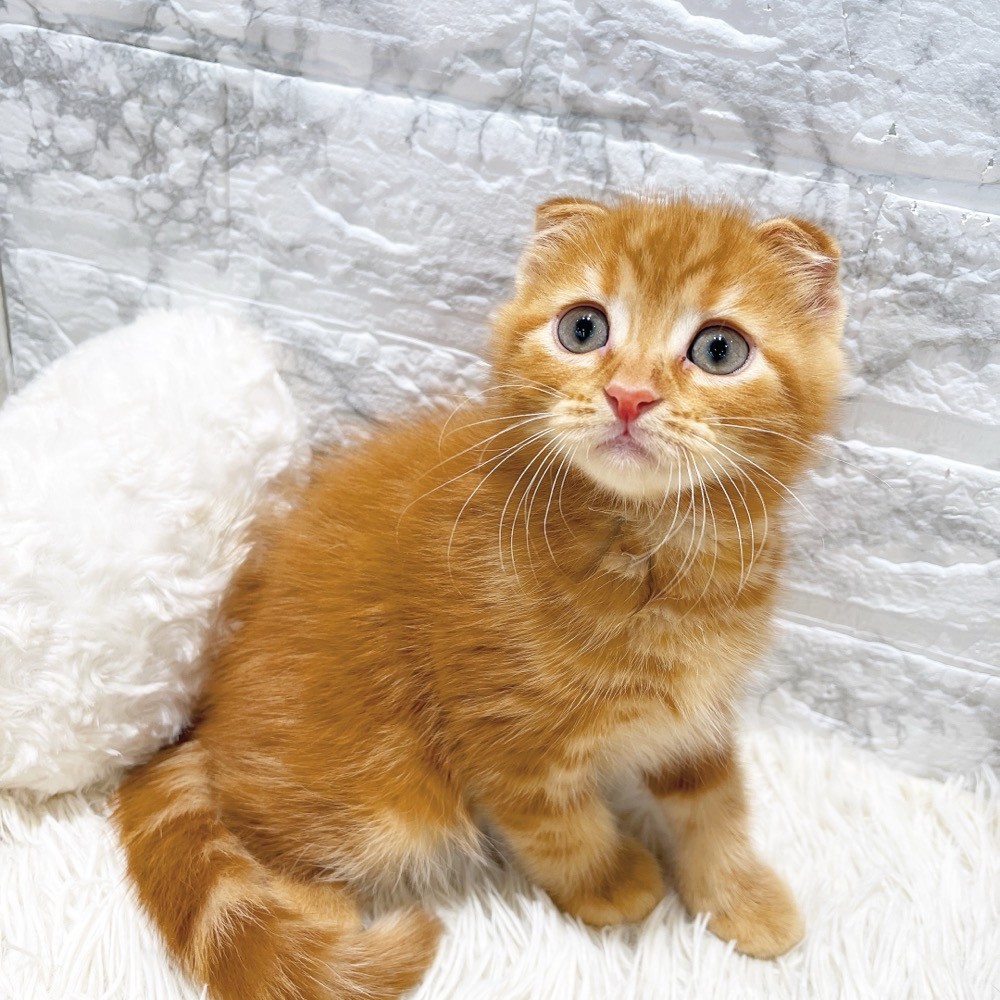 愛知県のスコティッシュフォールド (犬の家＆猫の里MiO香久山店/2026年2月13日生まれ/男の子/レッドタビー)の子猫の2枚目の画像