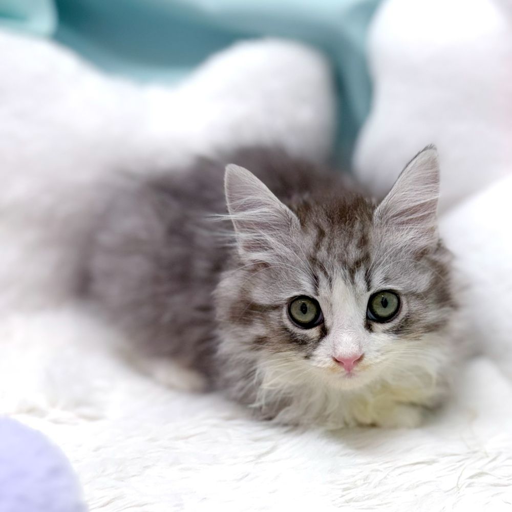 愛知県のサイベリアン (犬の家＆猫の里愛知刈谷店/2026年2月9日生まれ/女の子/シルバータビーホワイト)の子猫の2枚目の画像