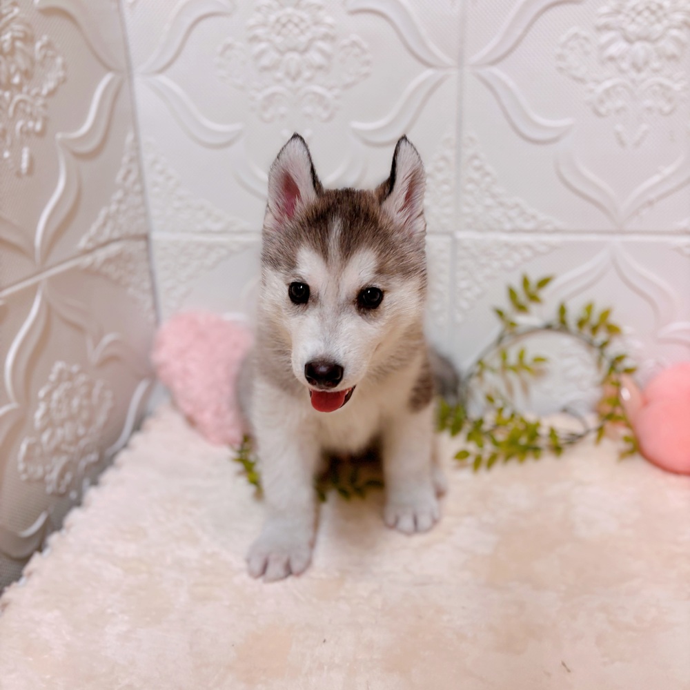 愛知県のシベリアンハスキー (犬の家＆猫の里岡崎店/2026年2月15日生まれ/男の子/シルバーホワイト)の子犬の2枚目の画像