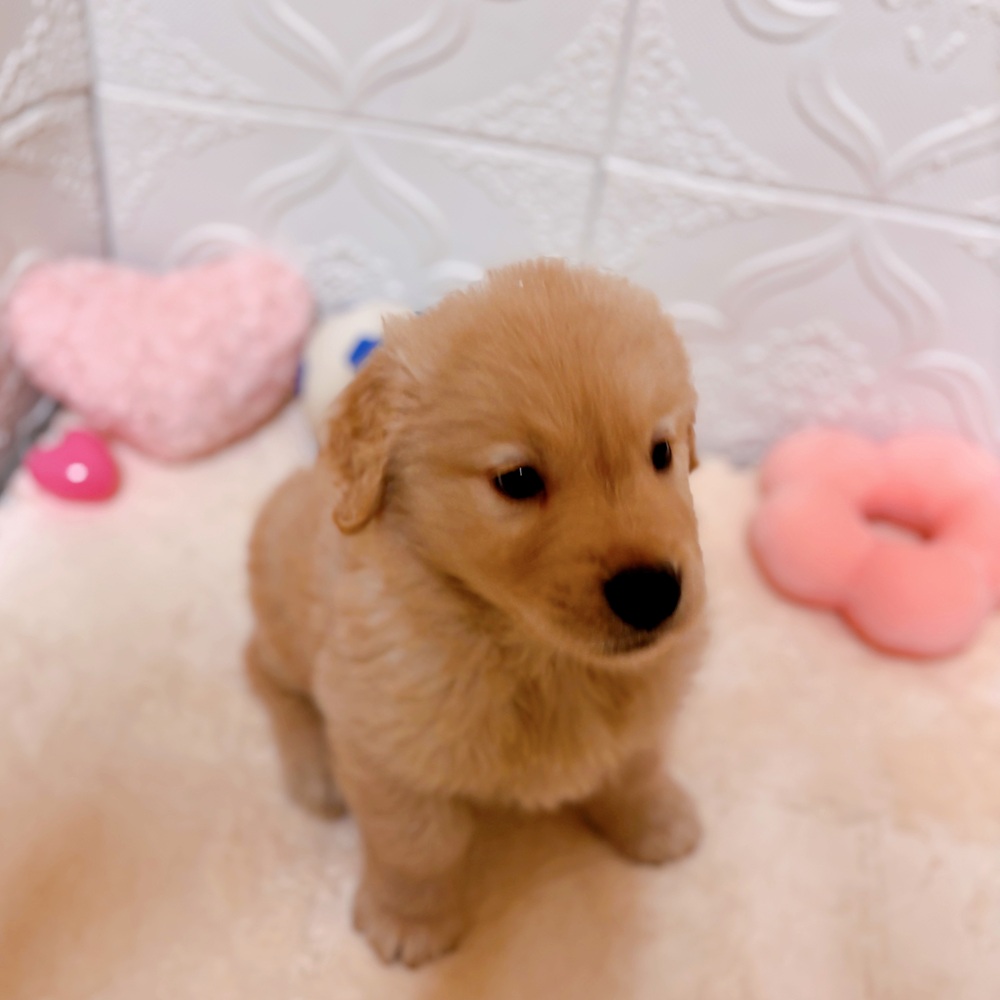 愛知県のゴールデンレトリバー (犬の家＆猫の里岡崎店/2026年2月14日生まれ/男の子/ゴールデン)の子犬の2枚目の画像