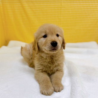 愛知県のゴールデンレトリバー (犬の家＆猫の里一宮店/2026年2月14日生まれ/男の子/ゴールデン)の子犬の2枚目の画像