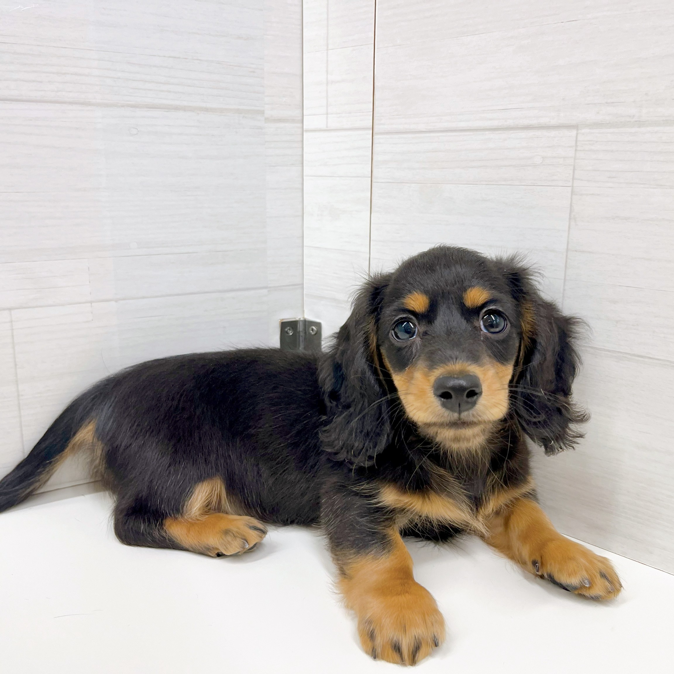 石川県のミニチュアダックスフンド(ロング) (犬の家＆猫の里アミーゴ金沢おこばた店/2026年2月13日生まれ/女の子/ブラックタン)の子犬の2枚目の画像