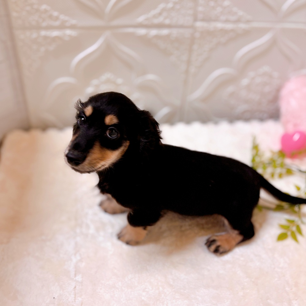 愛知県のミニチュアダックスフンド(ロング) (犬の家＆猫の里岡崎店/2026年2月10日生まれ/男の子/ブラックイエロー)の子犬の2枚目の画像