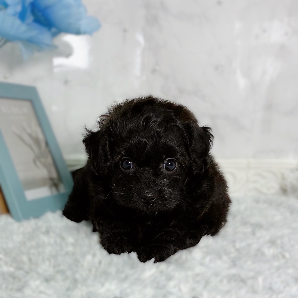 福井県のポメプー(ポメラニアン×プードル) (犬の家＆猫の里福井店/2026年6月28日生まれ/男の子/ブラック)の子犬の2枚目の画像