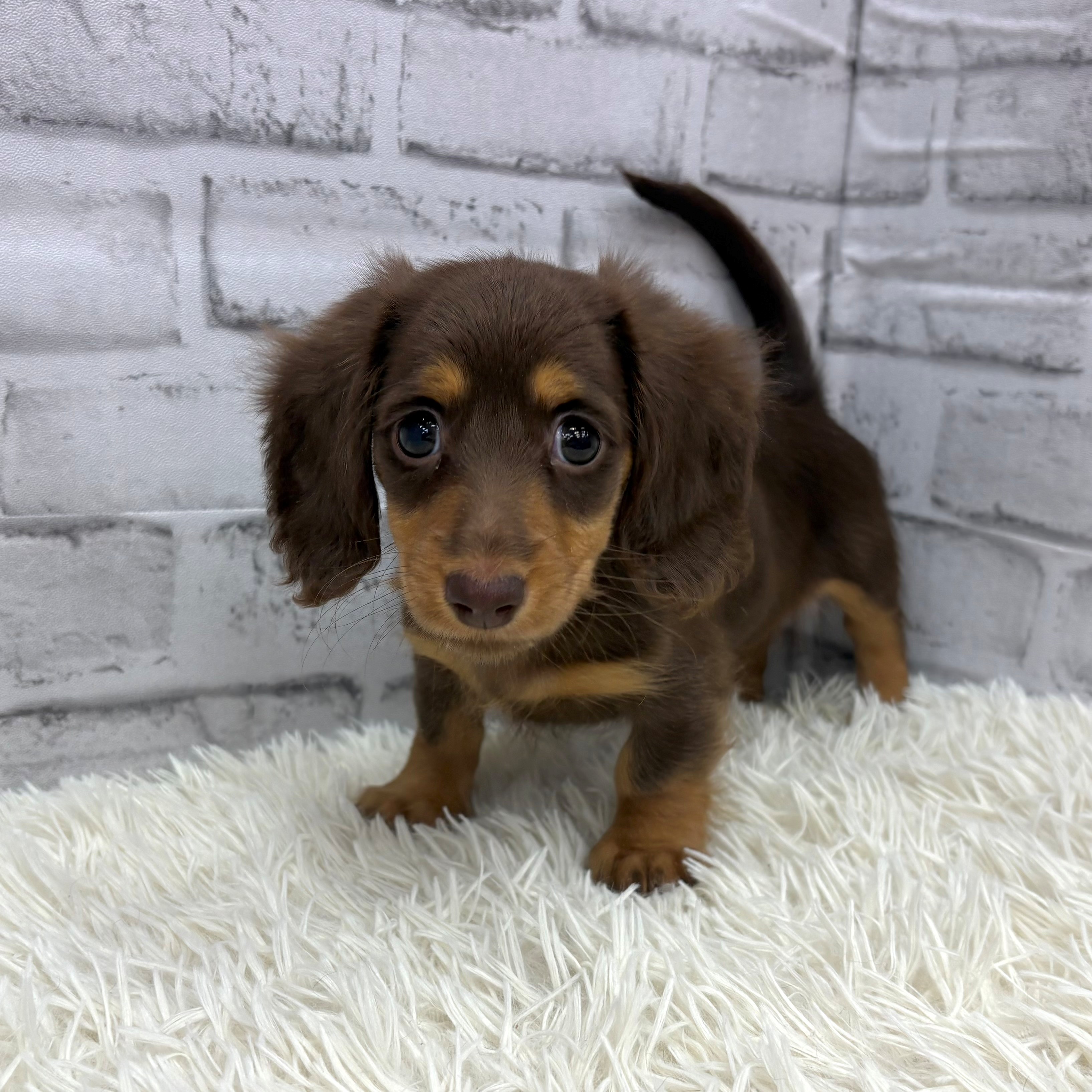 愛知県のミニチュアダックスフンド(ロング) (犬の家＆猫の里MEGAドン・キホーテ東海名和店/2026年2月12日生まれ/女の子/チョコレートタン)の子犬の2枚目の画像