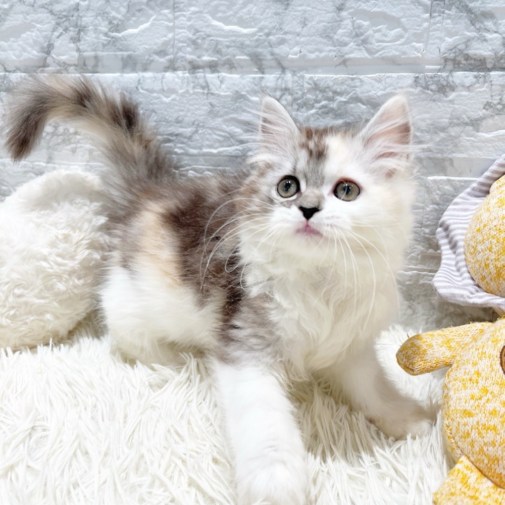 愛知県のスコティッシュフォールド (犬の家＆猫の里MiO香久山店/2026年2月1日生まれ/女の子/シルバーパッチドタビーホワイト)の子猫の2枚目の画像