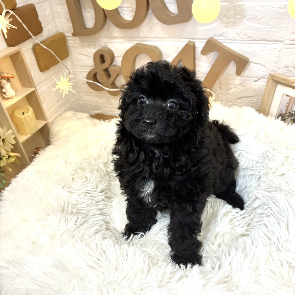 千葉県のトイプードル(トイ) (犬の家＆猫の里ワンズモール稲毛店/2026年2月16日生まれ/女の子/ブラック)の子犬の2枚目の画像