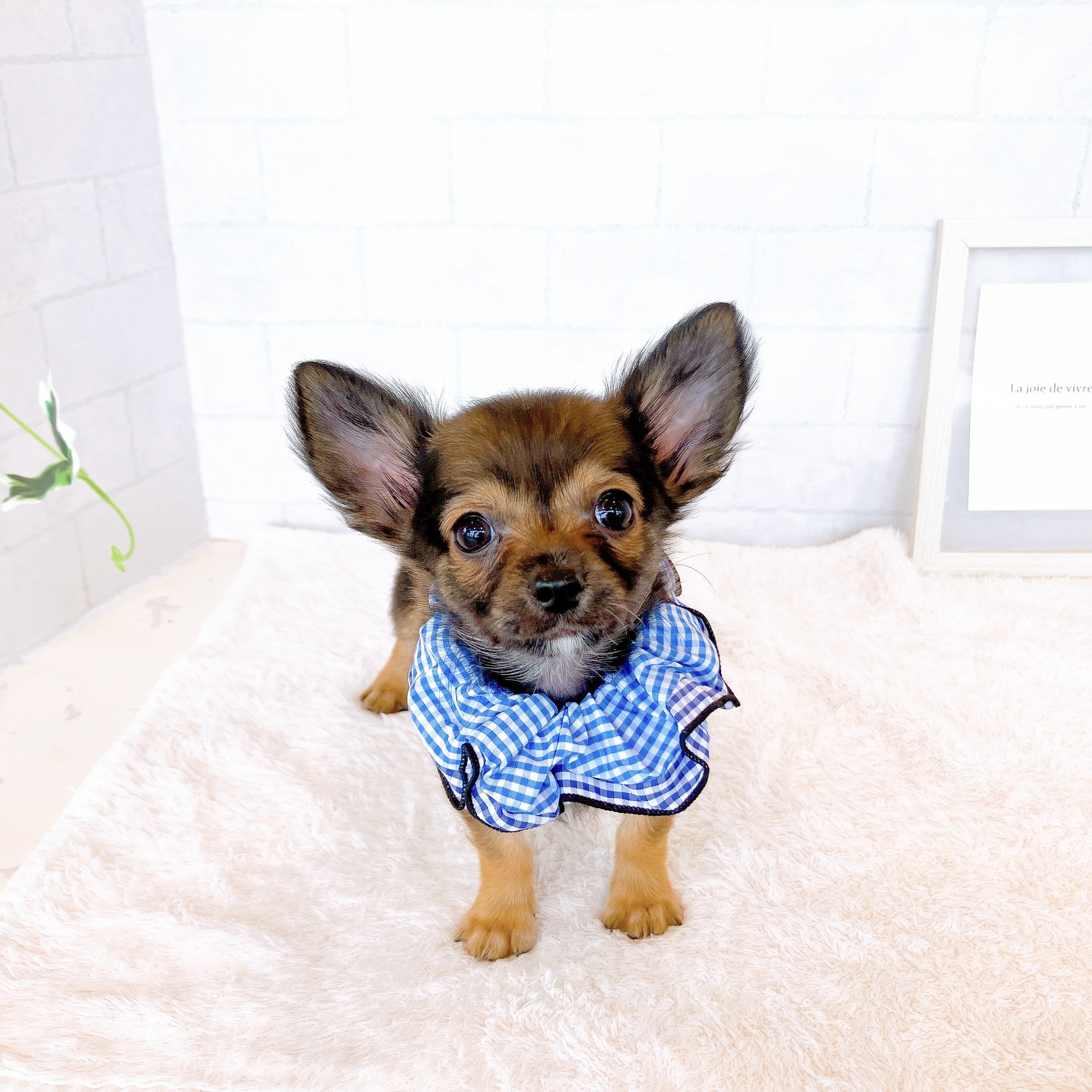 チワワ（ロング）男の子の写真