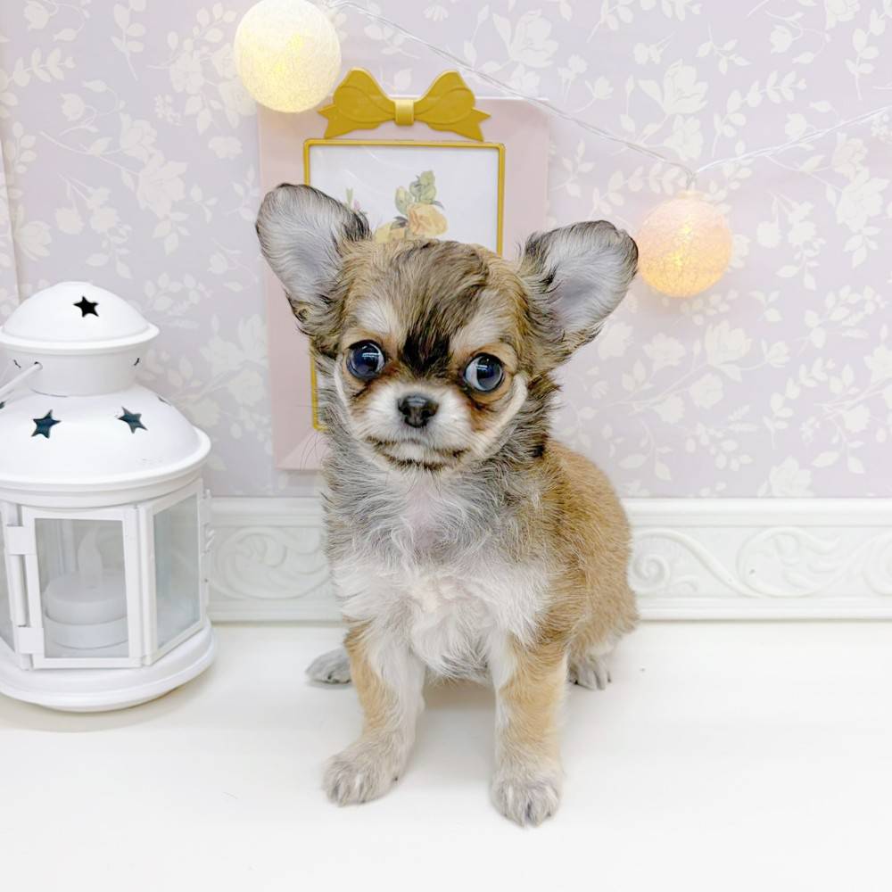 チワワ（ロング）女の子の写真