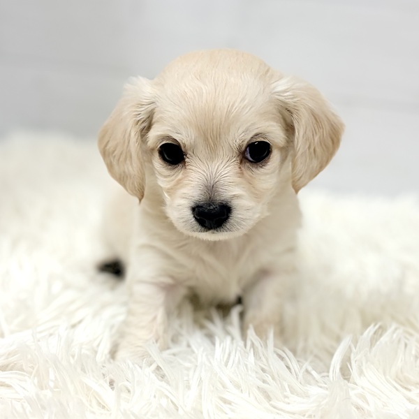 愛知県のチワックス(チワワ×ダックス) (犬の家＆猫の里豊田店/2026年2月16日生まれ/男の子/イエロー)の子犬の2枚目の画像