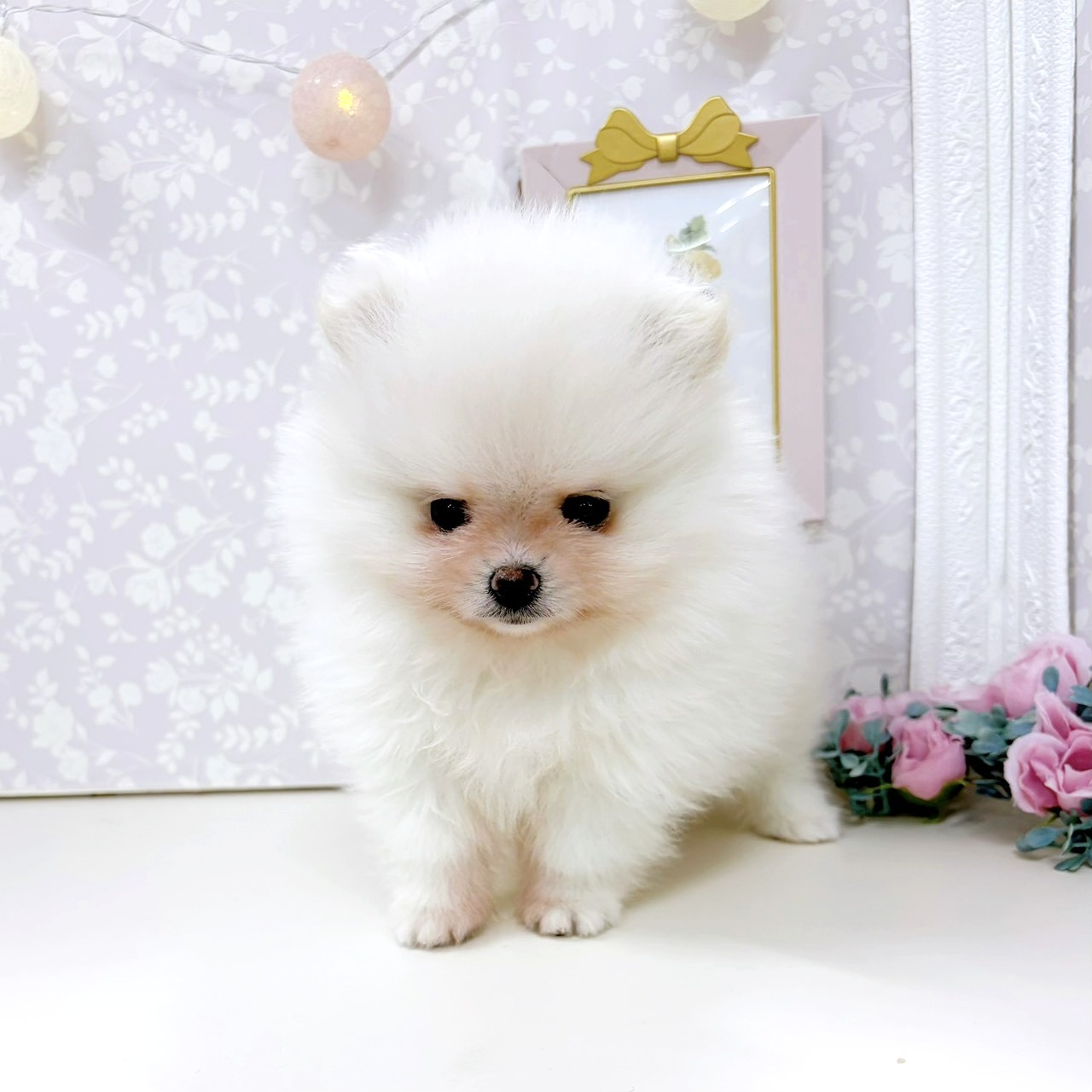 富山県のポメラニアン (犬の家＆猫の里アミーゴ高岡蓮花寺店/2026年2月14日生まれ/女の子/ホワイト)の子犬の1枚目の画像