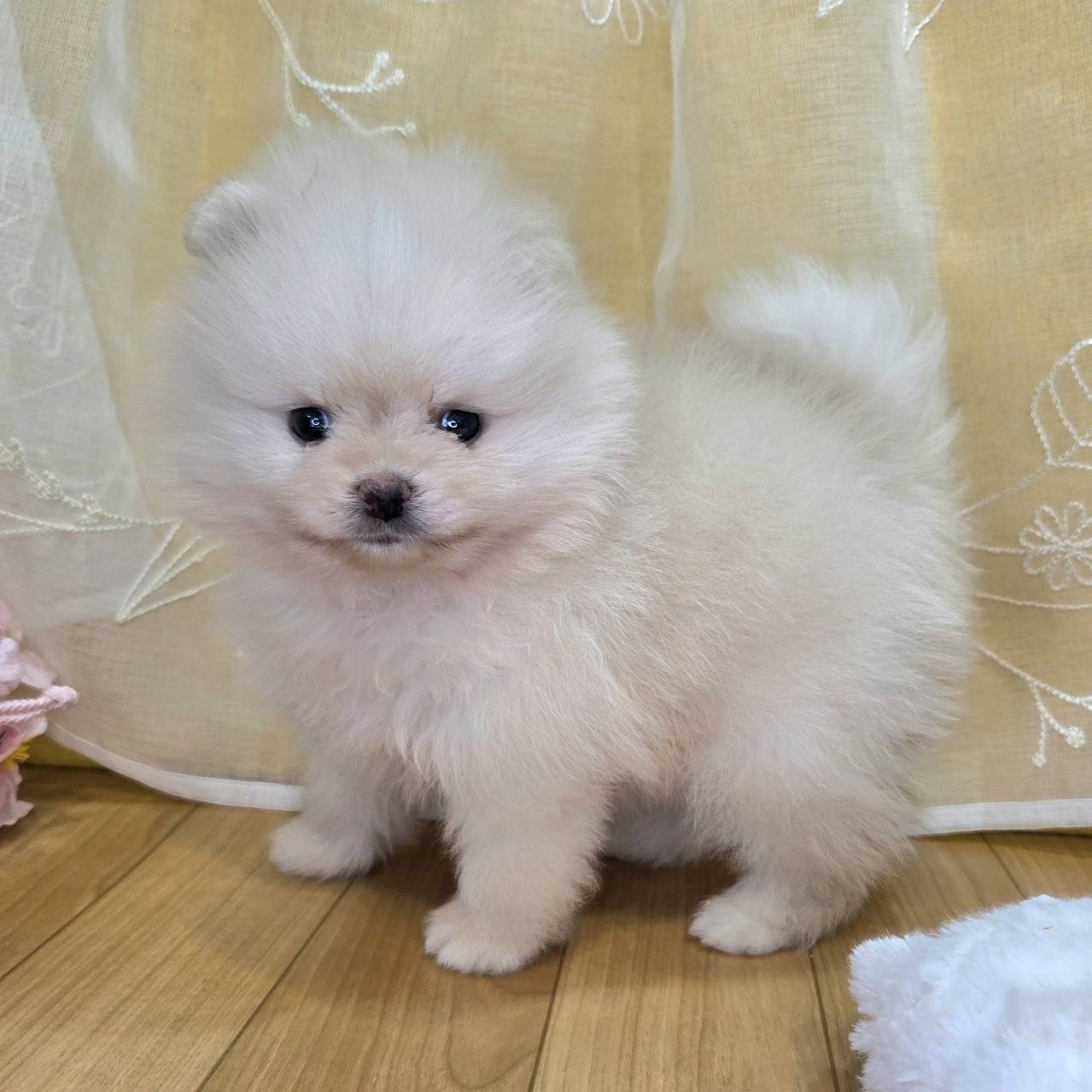 長野県のポメラニアン (犬の家＆猫の里カインズ梓川店/2026年2月15日生まれ/男の子/ホワイト)の子犬の2枚目の画像