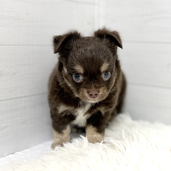 愛知県のチワワ(ロング) (犬の家＆猫の里豊田店/2026年2月15日生まれ/男の子/チョコレートタンホワイト)の子犬の2枚目の画像