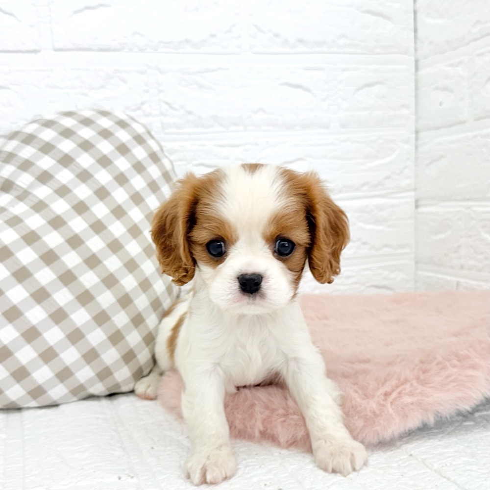 愛知県のキャバリアキングチャールズスパニエル (犬の家＆猫の里豊川インター店/2026年2月12日生まれ/女の子/ブレンハイム)の子犬の1枚目の画像