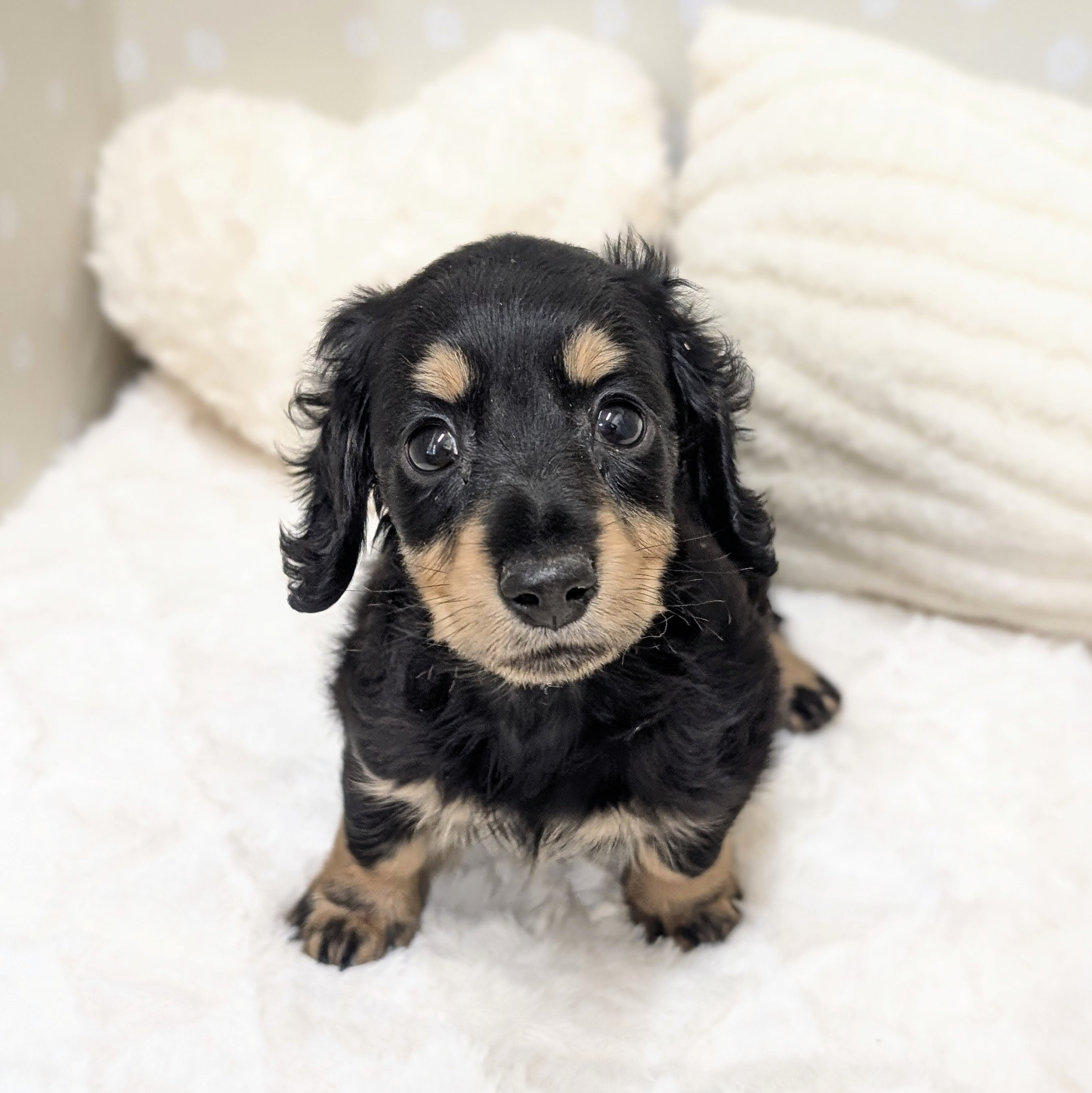 愛知県のミニチュアダックスフンド(ロング) (犬の家＆猫の里安城店/2026年2月15日生まれ/男の子/ブラックタン)の子犬の1枚目の画像