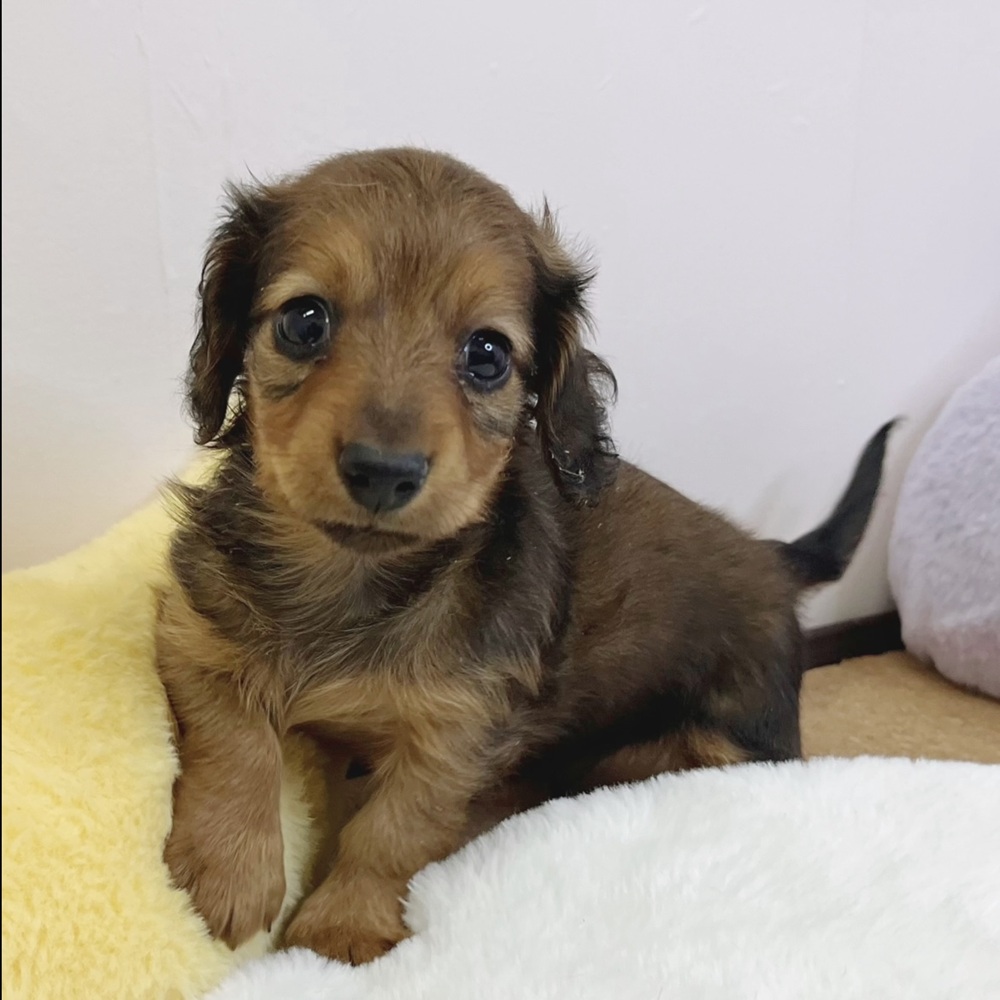 静岡県のミニチュアダックスフンド(ロング) (犬の家＆猫の里マークイズ静岡店/2026年2月15日生まれ/男の子/レッド)の子犬の2枚目の画像