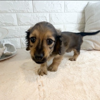 東京都のミニチュアダックスフンド(ロング) (犬の家＆猫の里新宿店/2026年2月15日生まれ/男の子/シェーデットイエロー)の子犬の2枚目の画像