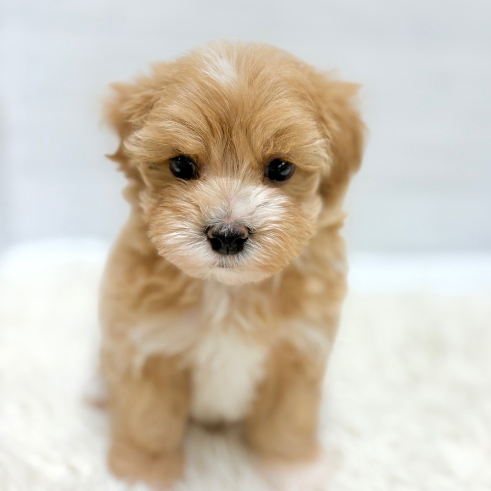 愛知県のマルプー(マルチーズ×プードル) (犬の家＆猫の里豊田店/2026年2月14日生まれ/男の子/アプリコット)の子犬の2枚目の画像