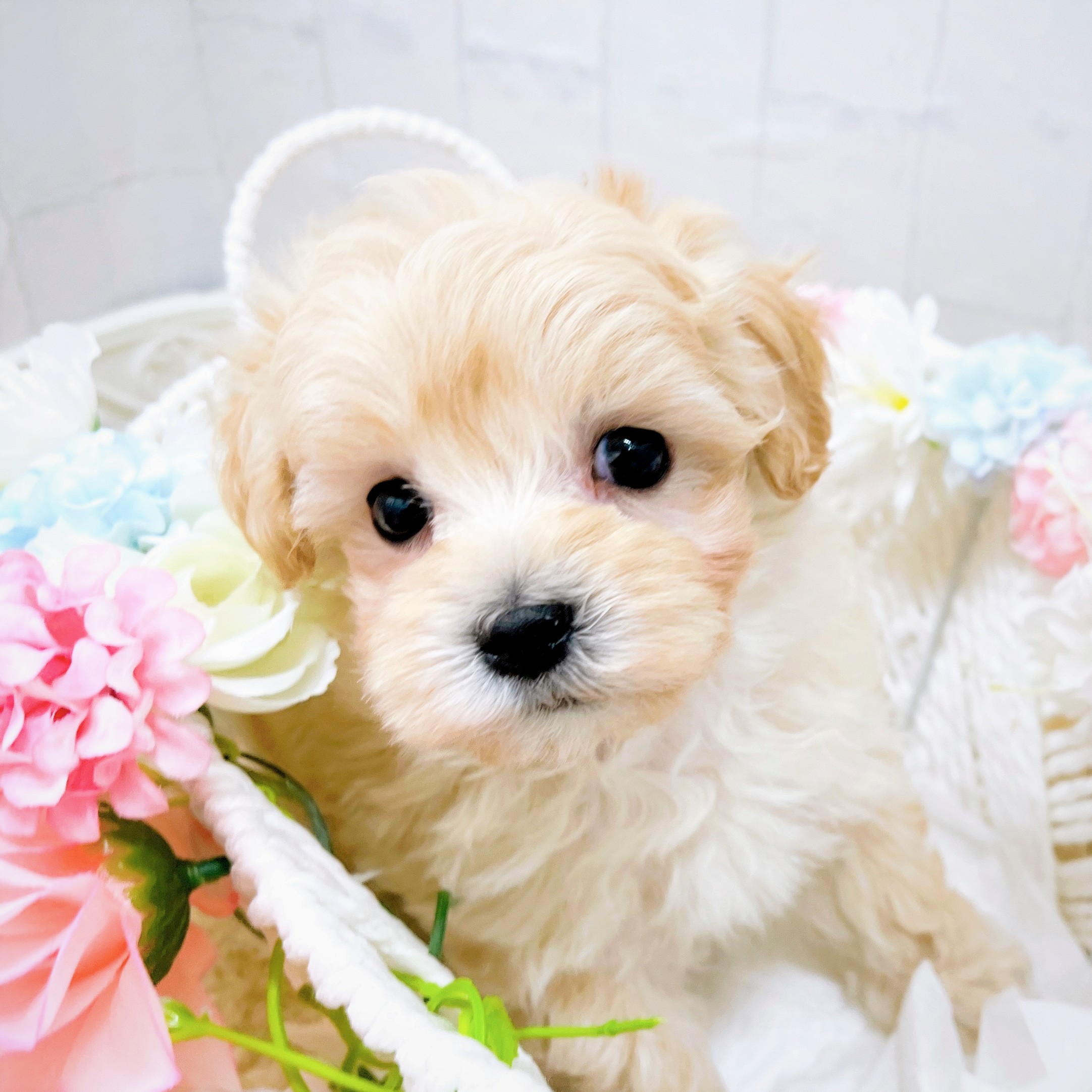 石川県のマルプー(マルチーズ×プードル) (犬の家＆猫の里アミーゴ金沢有松店/2026年2月15日生まれ/男の子/アプリコット)の子犬の1枚目の画像