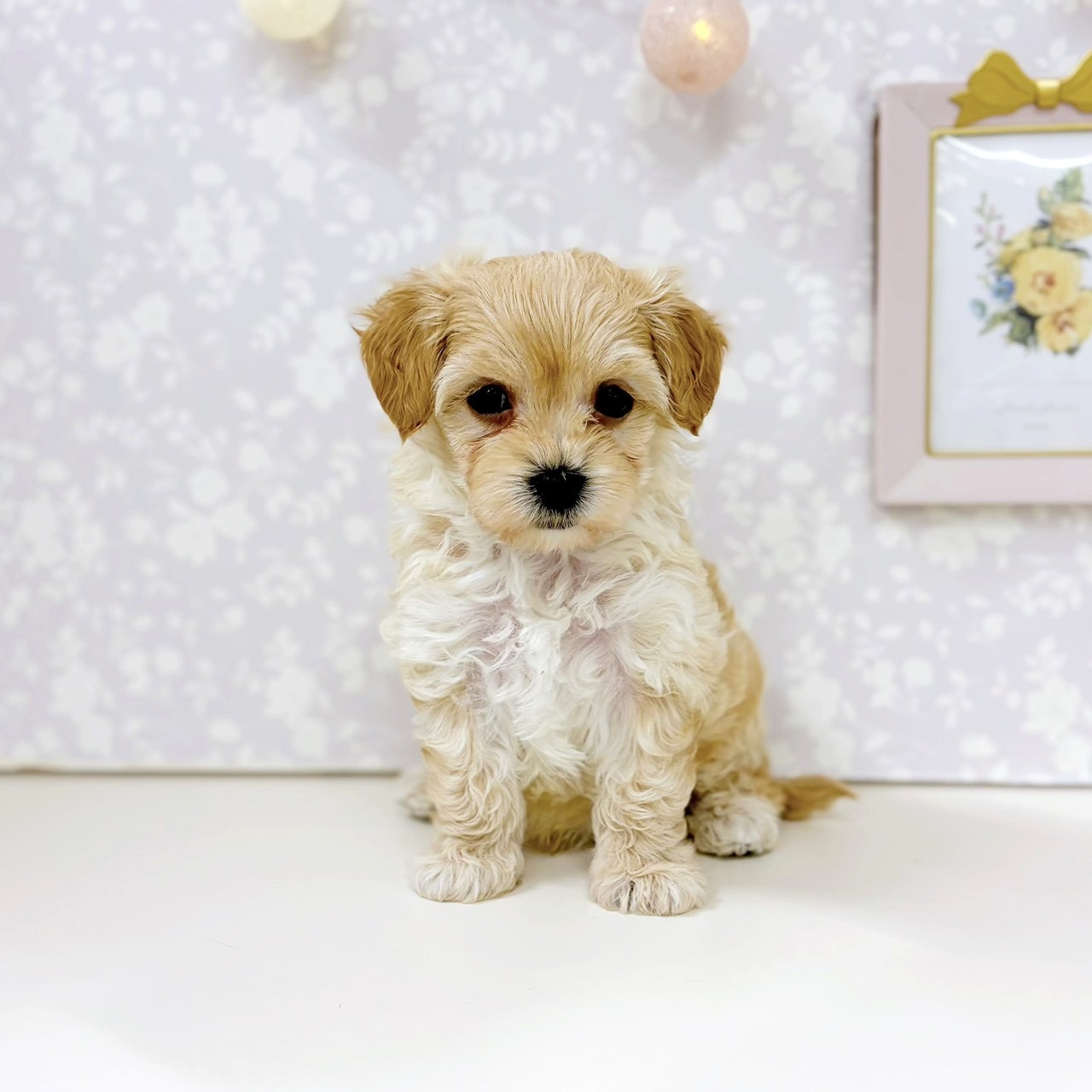 富山県のマルプー(マルチーズ×プードル) (犬の家＆猫の里アミーゴ高岡蓮花寺店/2026年2月15日生まれ/男の子/アプリコット)の子犬の1枚目の画像