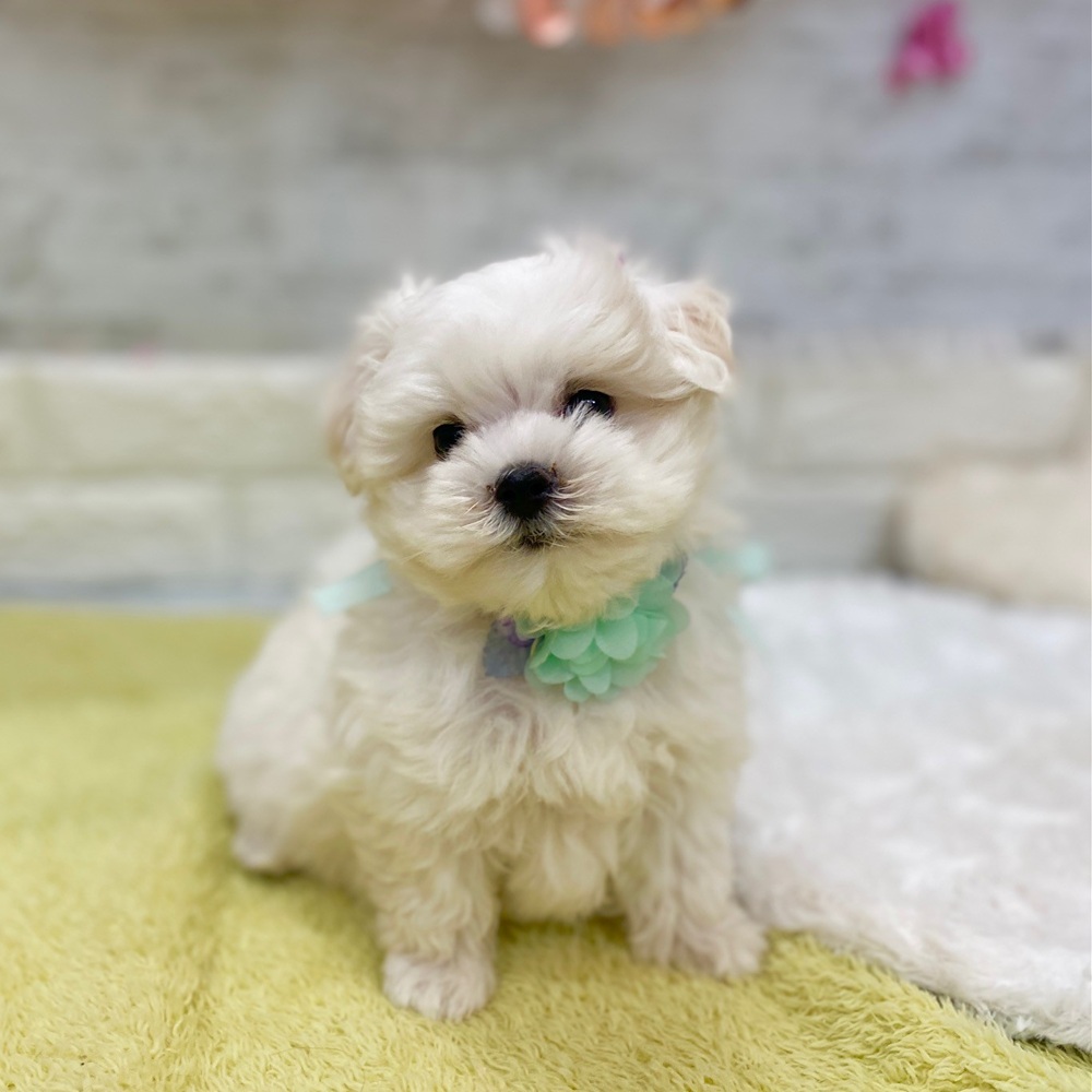 静岡県のマルチーズ (犬の家＆猫の里プレ葉ウォーク浜北店/2026年2月17日生まれ/男の子/ホワイト)の子犬の1枚目の画像