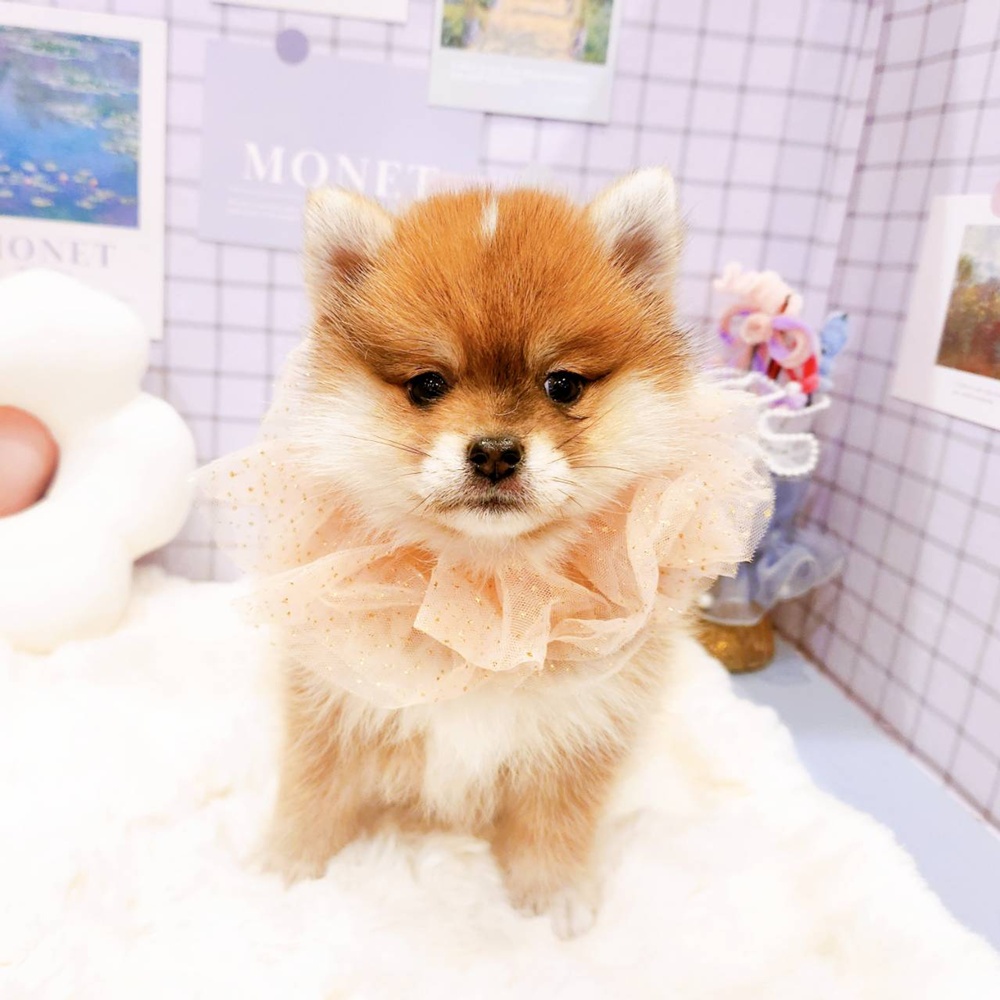 福井県のポメ柴/豆ポメ/ポメ豆柴(ポメラニアン×柴犬) (犬の家＆猫の里福井店/2026年2月16日生まれ/女の子/赤)の子犬の1枚目の画像