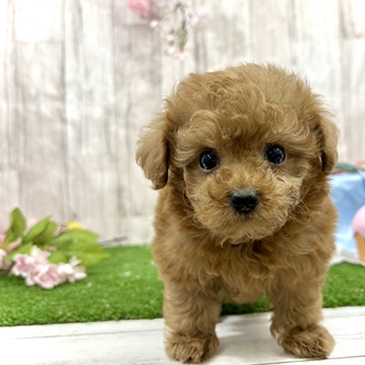 神奈川県のチワプー/プーチー(チワワ×プードル) (犬の家＆猫の里小田原店/2026年2月15日生まれ/男の子/レッド)の子犬の1枚目の画像