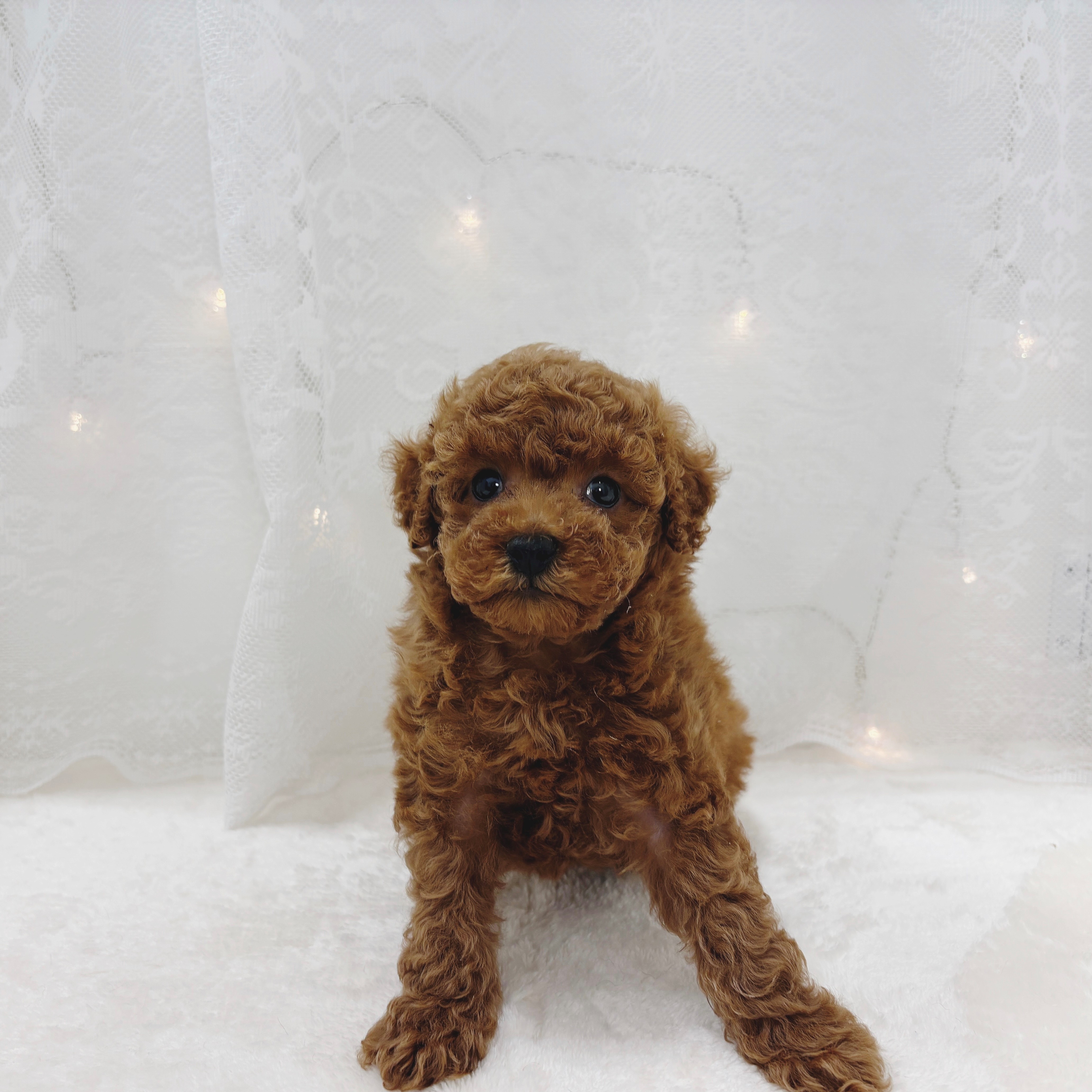 千葉県のトイプードル(トイ) (犬の家＆猫の里BIGHOPガーデンモール印西店/2026年2月17日生まれ/女の子/レッド)の子犬の2枚目の画像