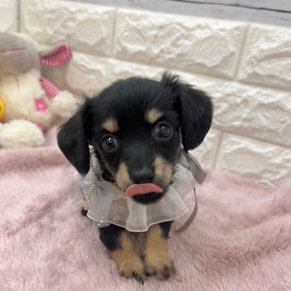 静岡県のチワックス(チワワ×ダックス) (犬の家＆猫の里アミーゴ浜松和田店/2026年2月15日生まれ/女の子/ブラックタン)の子犬の2枚目の画像