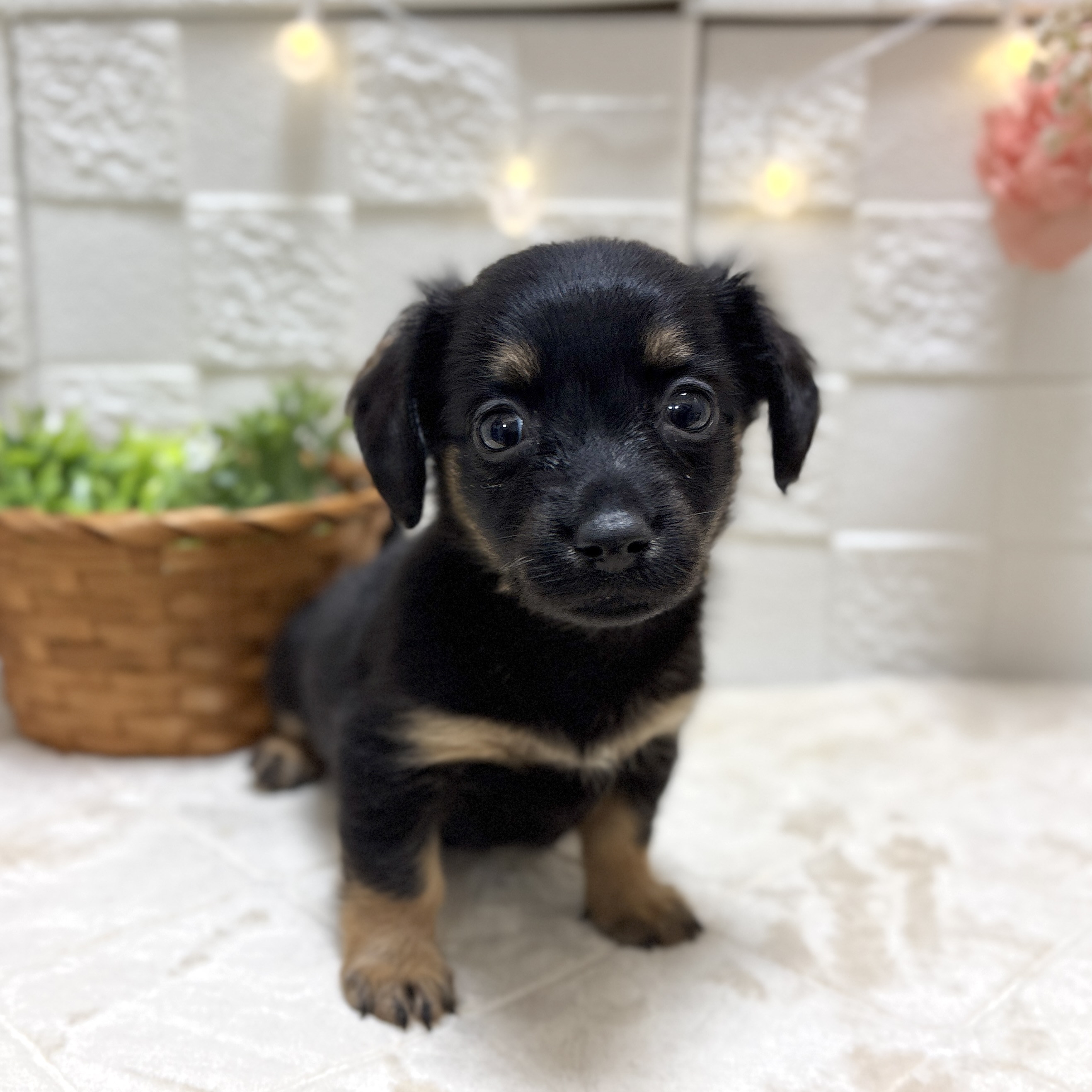 東京都のチワックス(チワワ×ダックス) (犬の家＆猫の里ペットフォレスト小平店/2026年2月15日生まれ/女の子/ブラックタン)の子犬の1枚目の画像