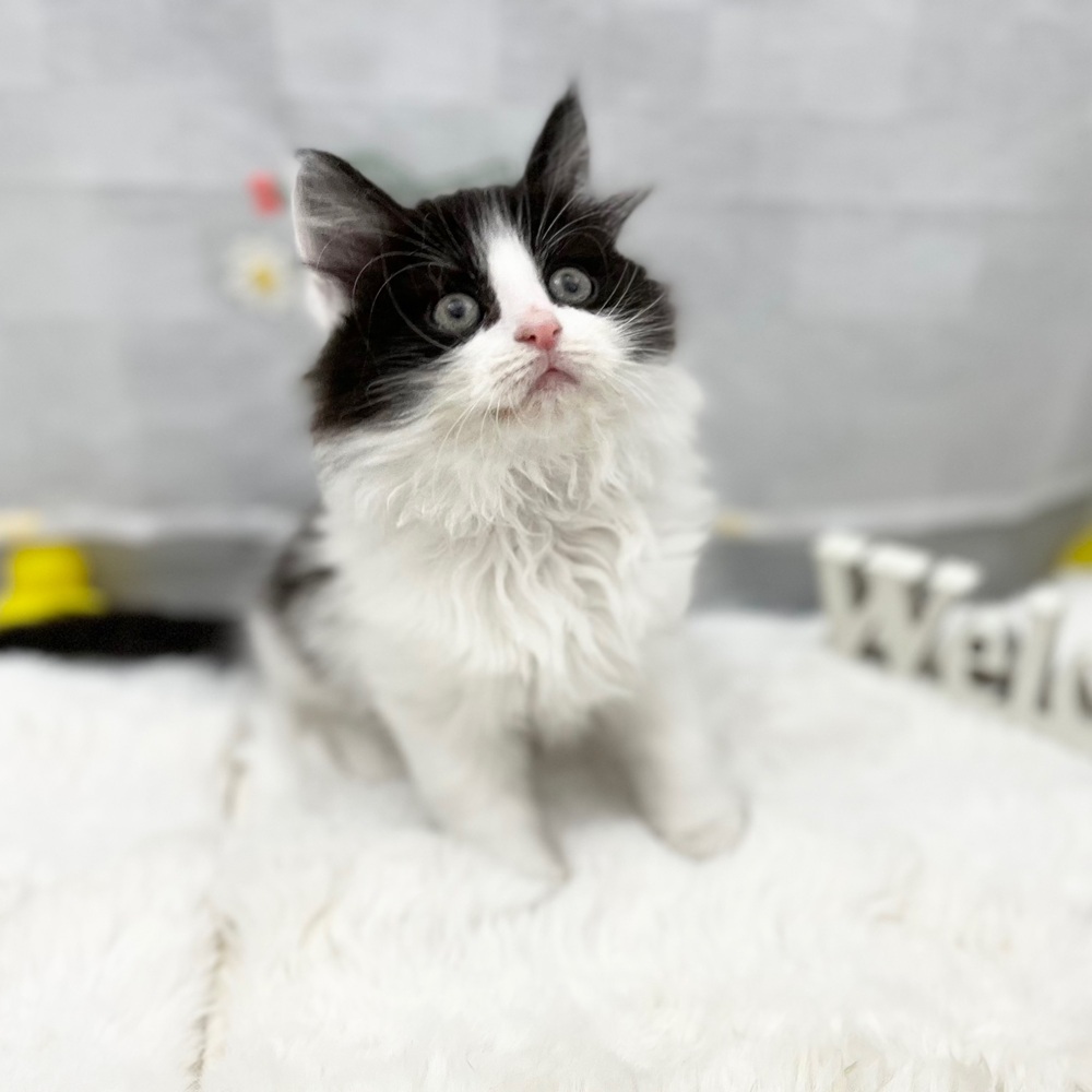 静岡県のノルウェージャンフォレストキャット (犬の家＆猫の里MEGAドン・キホーテ袋井店/2026年2月15日生まれ/男の子/ブラックホワイト)の子猫の2枚目の画像