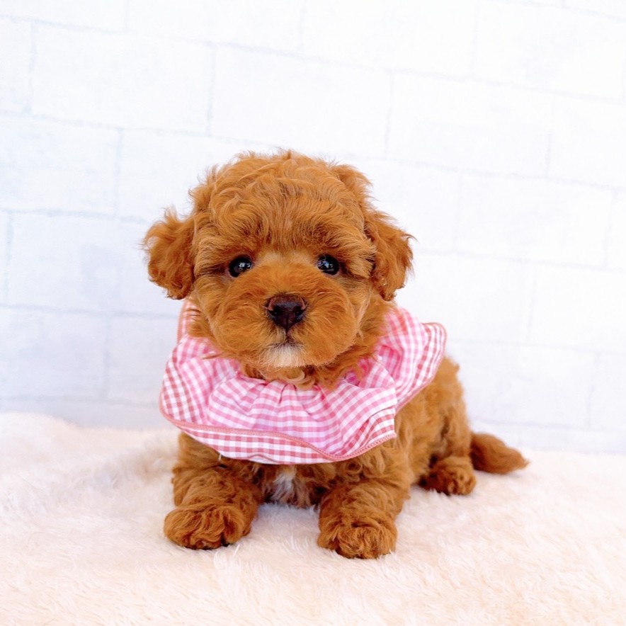 石川県のトイプードル(トイ) (犬の家＆猫の里金沢店/2026年2月11日生まれ/女の子/レッド)の子犬の1枚目の画像