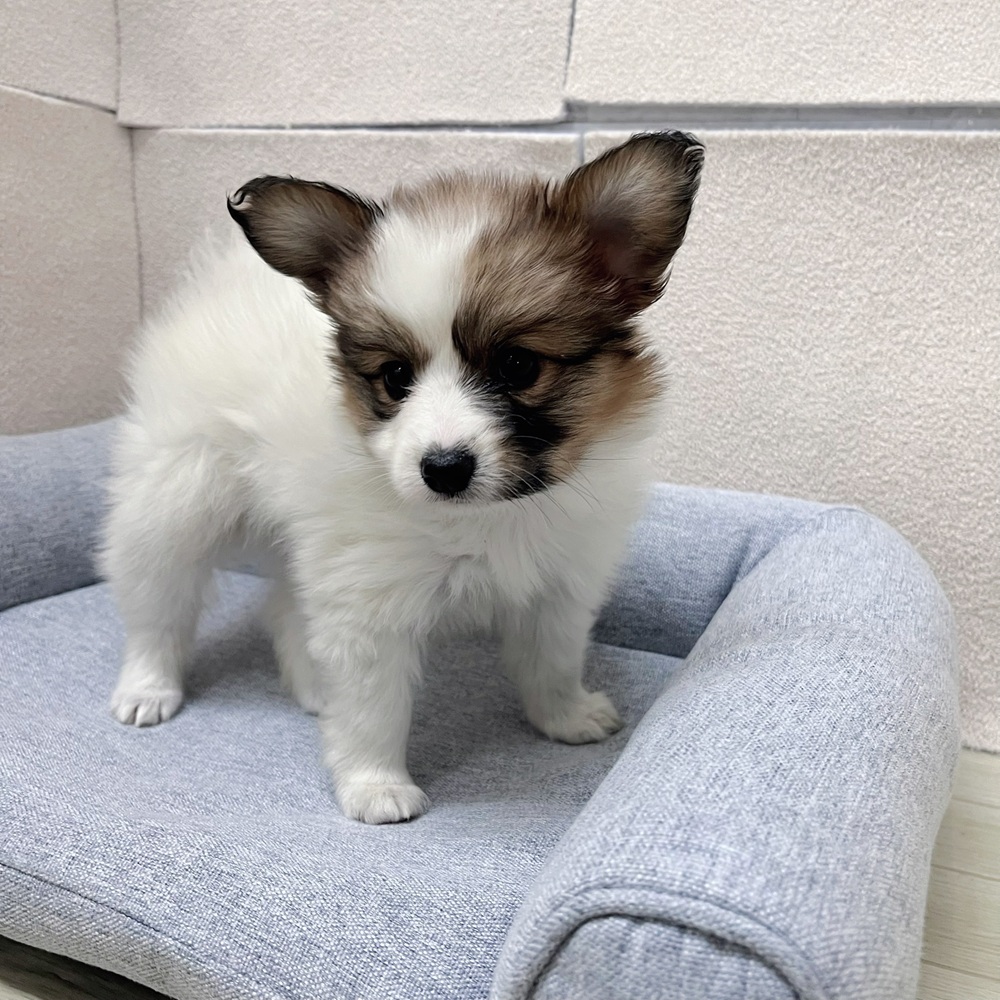 長野県のパピヨン (犬の家＆猫の里塩尻店/2026年2月13日生まれ/女の子/ホワイトブラウン)の子犬の2枚目の画像