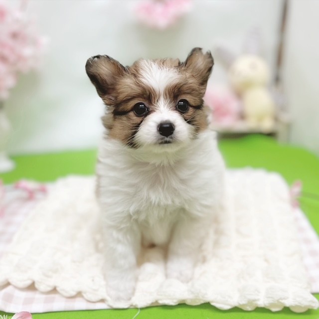 静岡県のパピヨン (犬の家＆猫の里藤枝店/2026年2月13日生まれ/女の子/ホワイトブラウン)の子犬の1枚目の画像