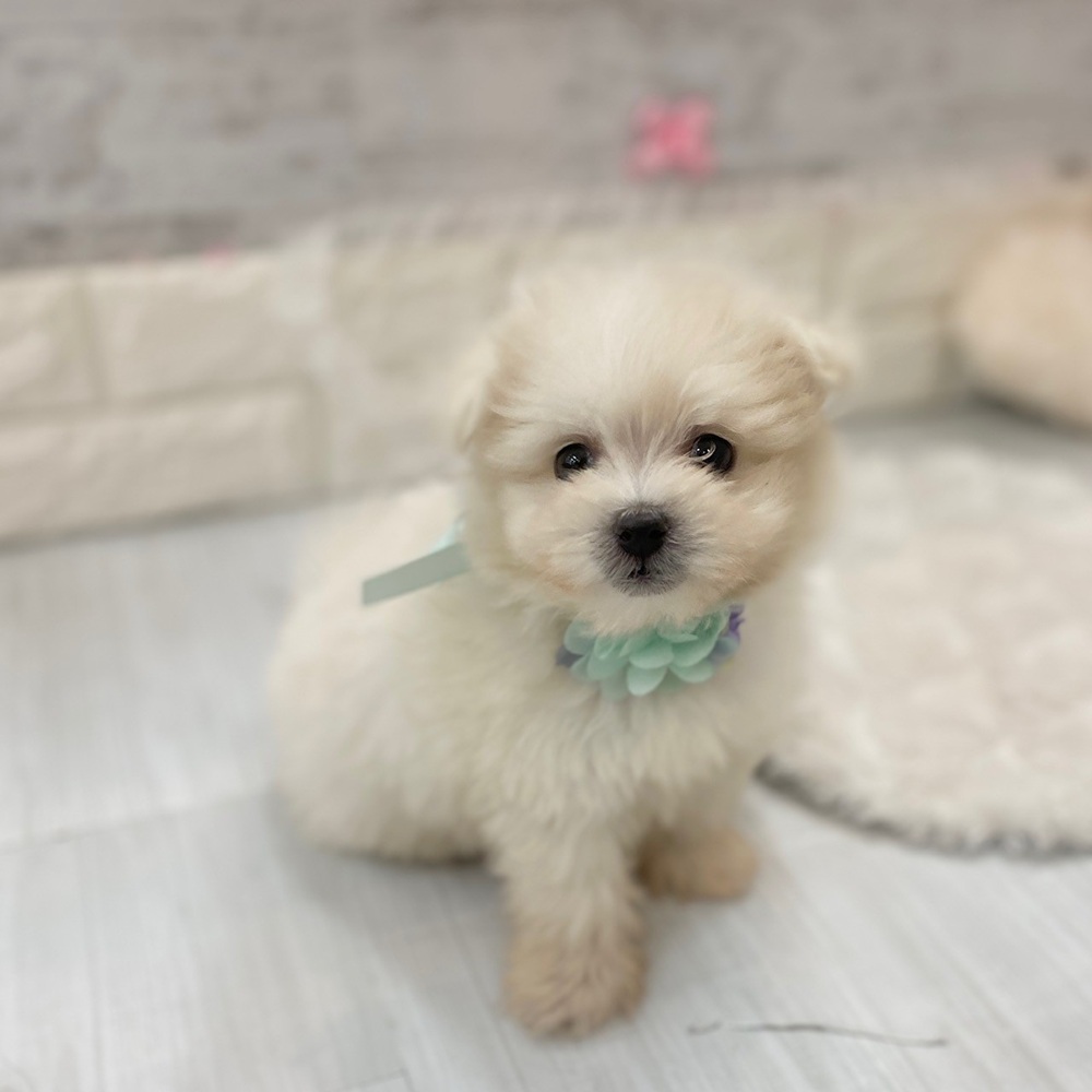 静岡県のポメマル/マルポメ(ポメラニアン×マルチーズ) (犬の家＆猫の里プレ葉ウォーク浜北店/2026年2月16日生まれ/男の子/クリーム)の子犬の1枚目の画像