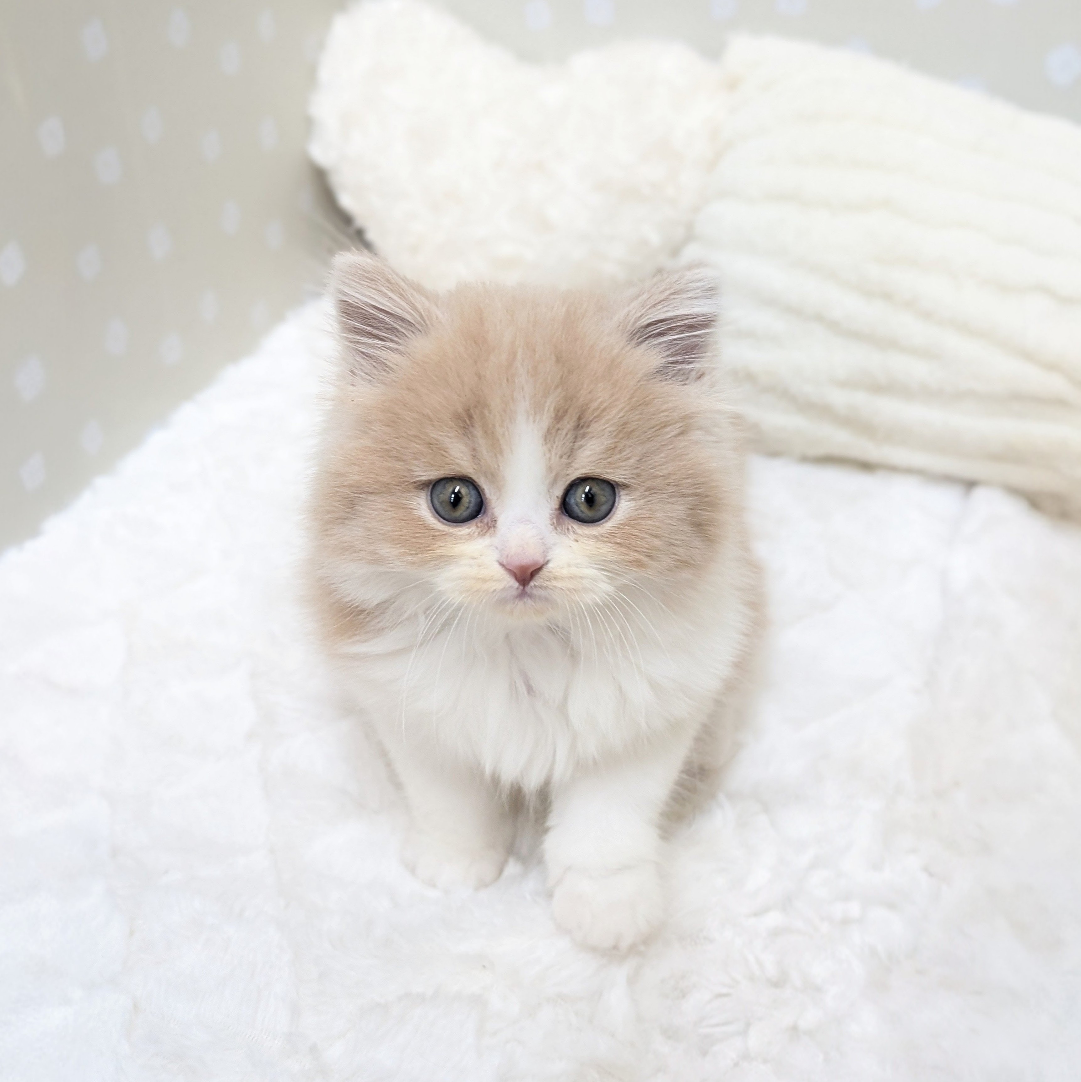 愛知県のスコティッシュフォールド (犬の家＆猫の里安城店/2026年2月17日生まれ/男の子/クリームタビーホワイト)の子猫の1枚目の画像