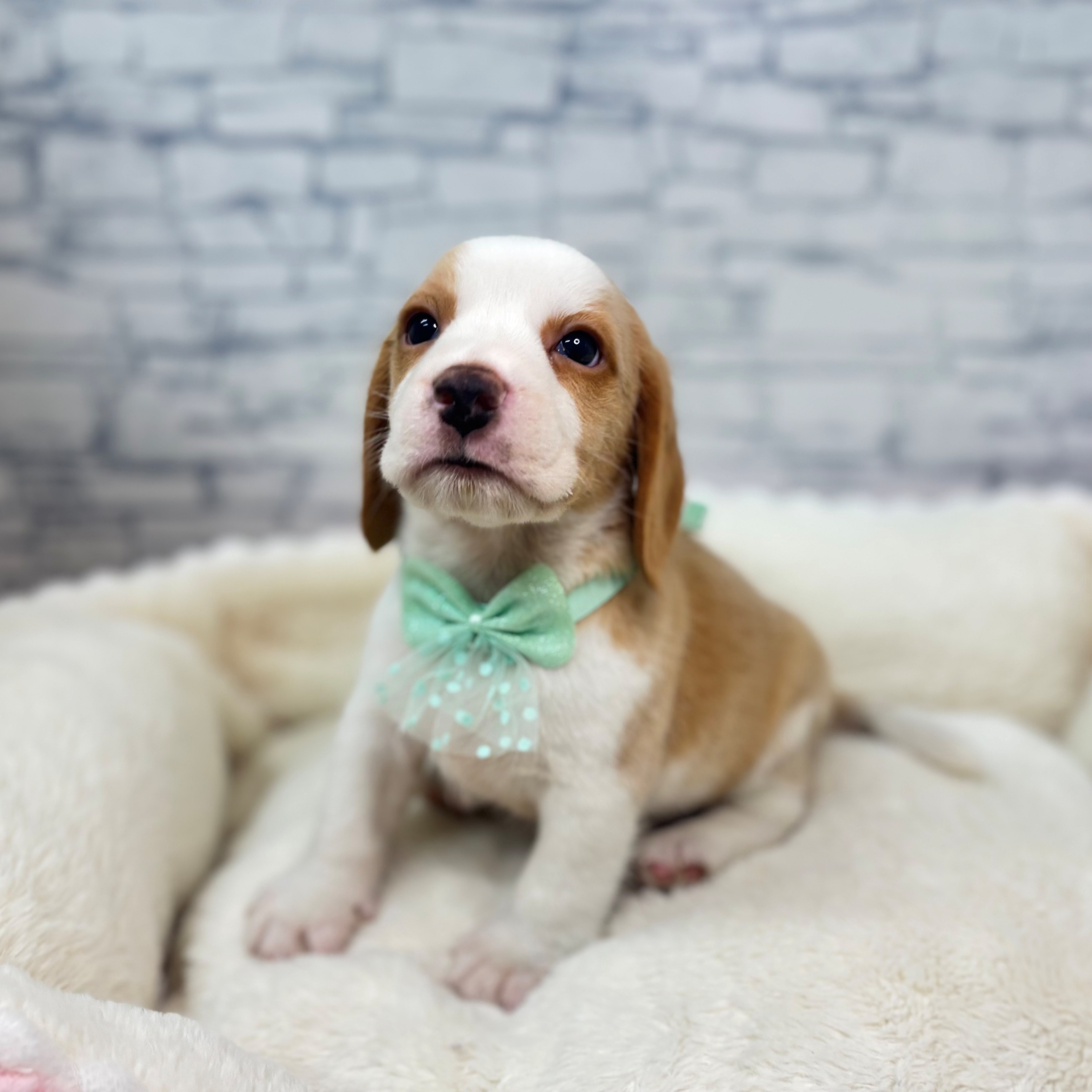 長野県のビーグル (犬の家＆猫の里長野店/2026年2月16日生まれ/男の子/レモンホワイト)の子犬の2枚目の画像