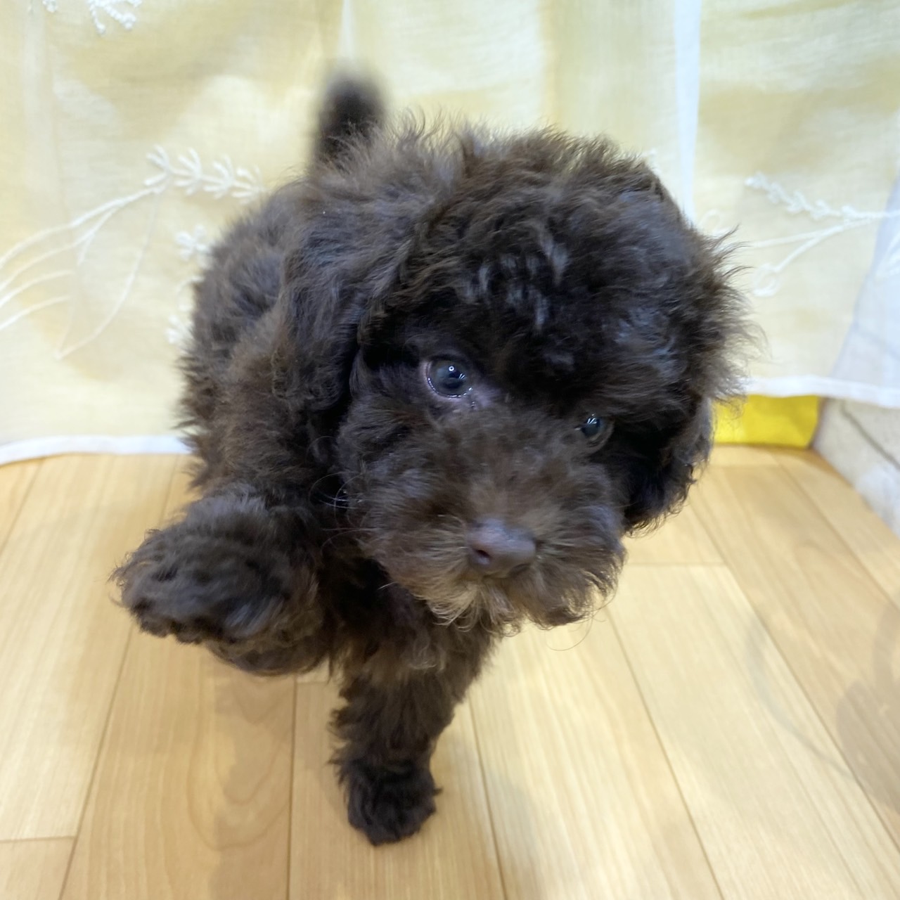 長野県のトイプードル(トイ) (犬の家＆猫の里カインズ梓川店/2026年2月16日生まれ/女の子/ブラウン)の子犬の2枚目の画像