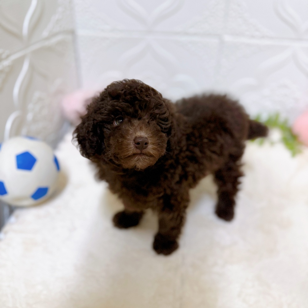 愛知県のトイプードル(トイ) (犬の家＆猫の里岡崎店/2026年2月16日生まれ/男の子/ブラウン)の子犬の2枚目の画像